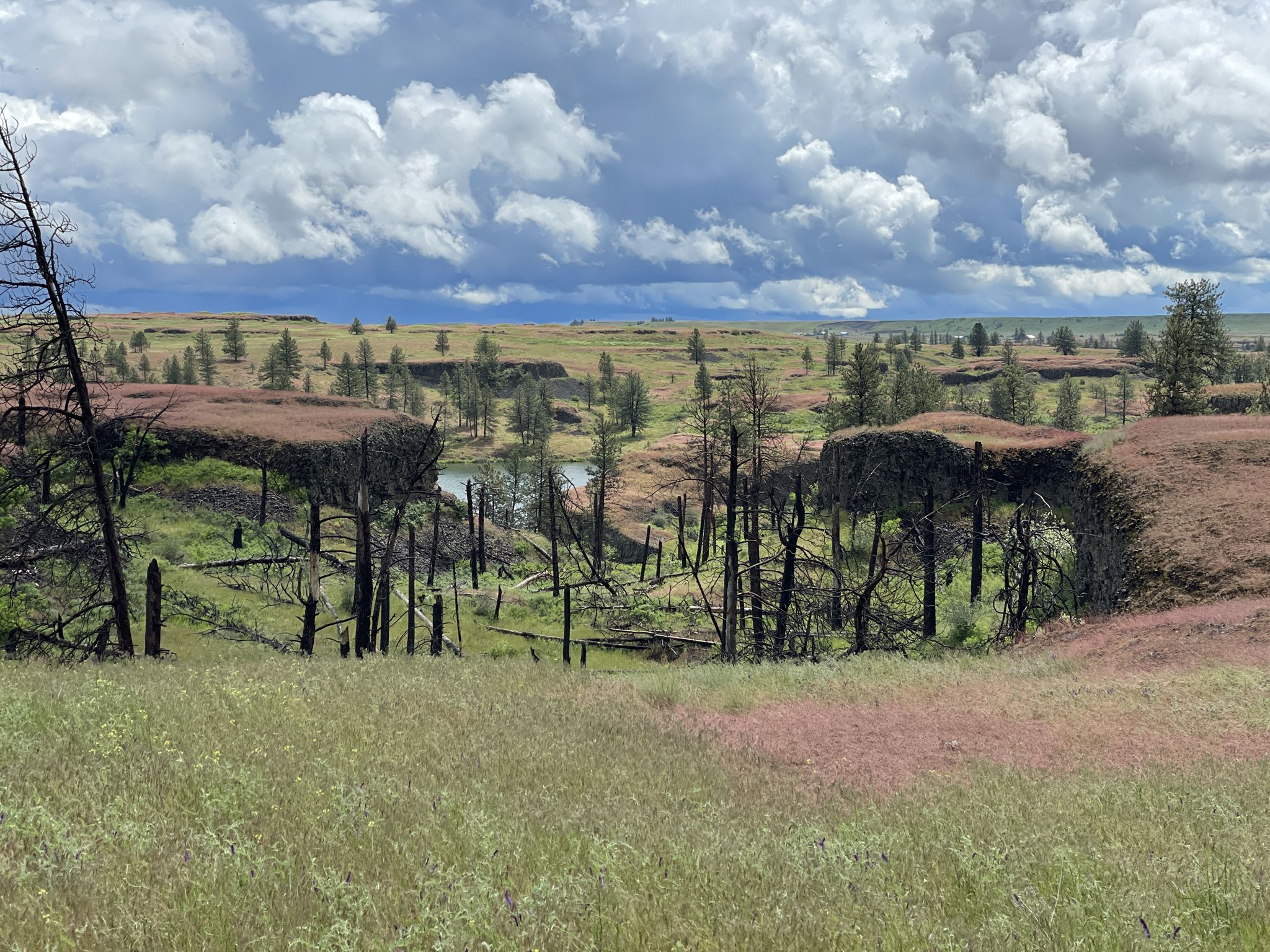 Expansive landscape with burnt trees, grassy hills, and a distant body of water. - Fishtrap Lake