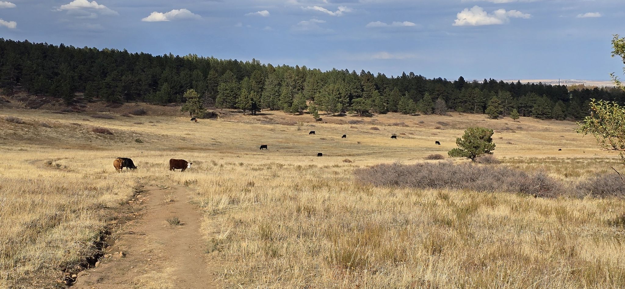 A dirt path through a golden field with cows grazing, under a partly cloudy sky. - South Boulder Creek West and Lower Big Bluestem Loop