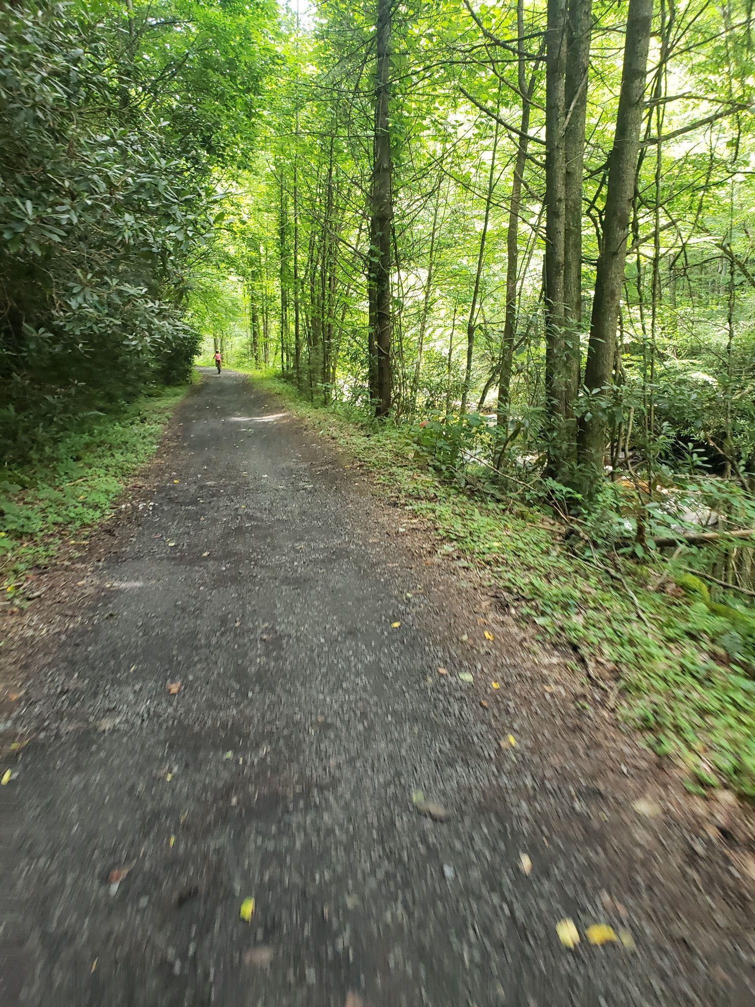 Paved path winding through a lush green forest with a person in distance. - Virginia Creeper Trail Loop