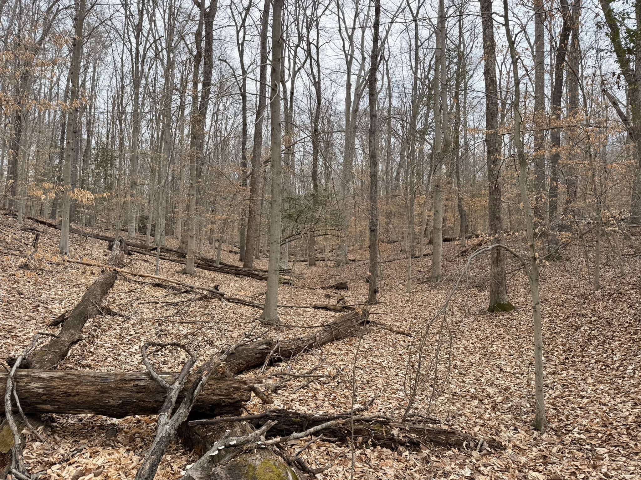 Bare trees and fallen logs in a quiet, leafless winter forest. - Eagle Spur Trail
