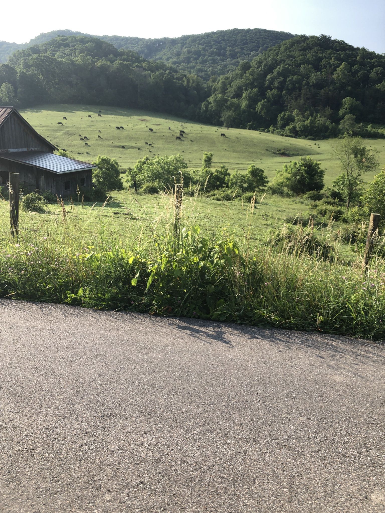 Old barn overlooks green pasture with grazing cows and forested hills in sunlight. - Willow Springs Lake loop