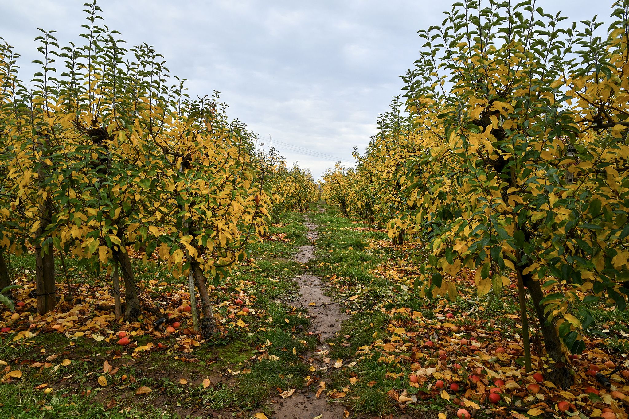 Apple orchard