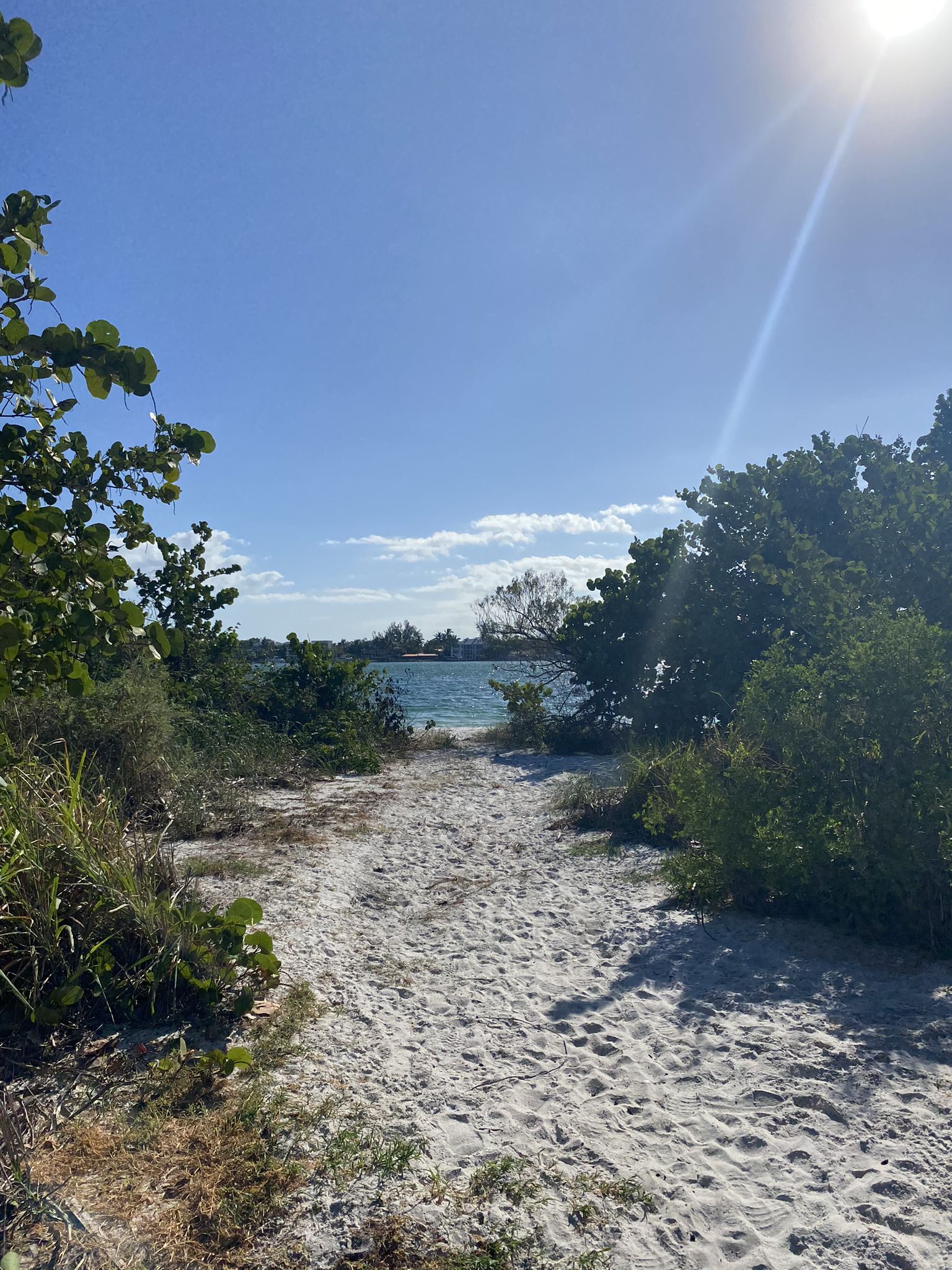 Sandy path through green foliage leads to sparkling water on a sunny day. - South Lido County Park Loop