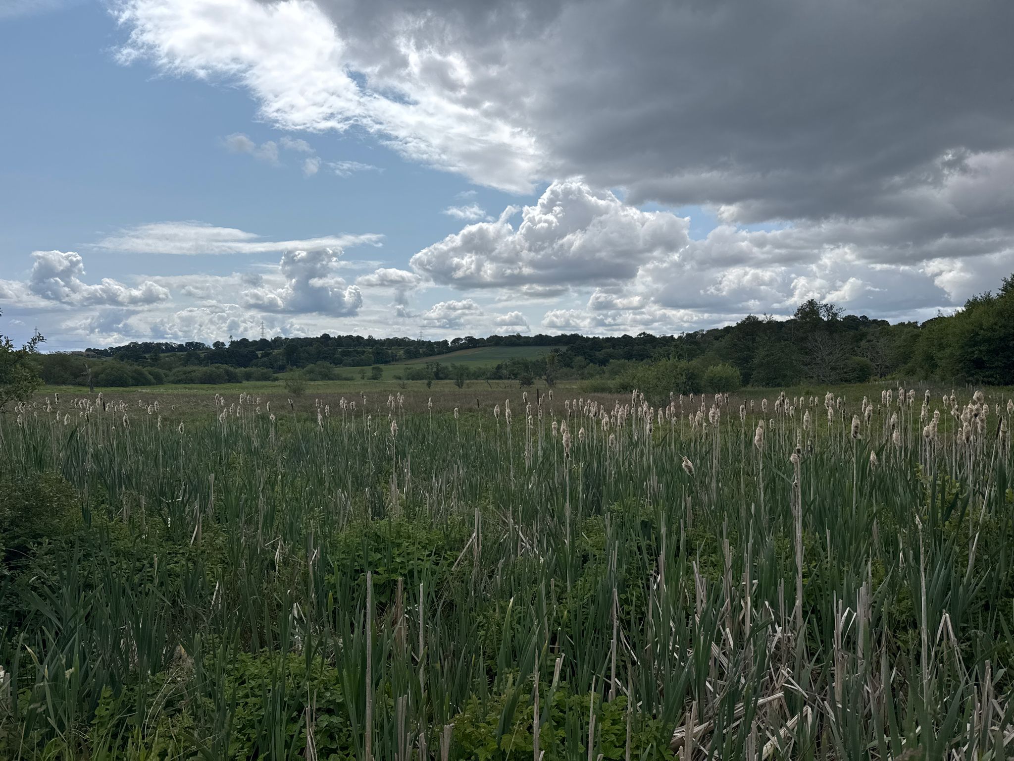 Wetland habitat