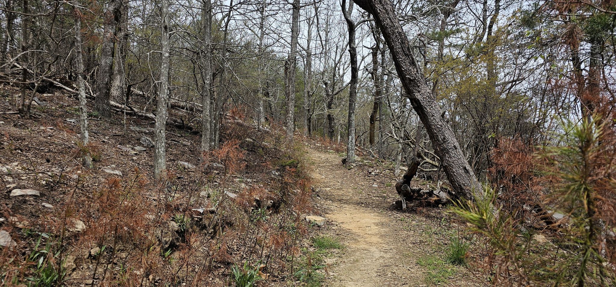 Dirt path winds through a forest with bare trees under overcast sky. - Cheaha Mountain via Lake Trail