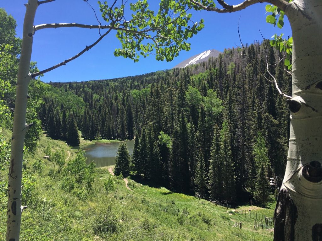 Sunny mountain lake nestled in a dense green forest with a snowy peak. - Clark Lake Loop Trail