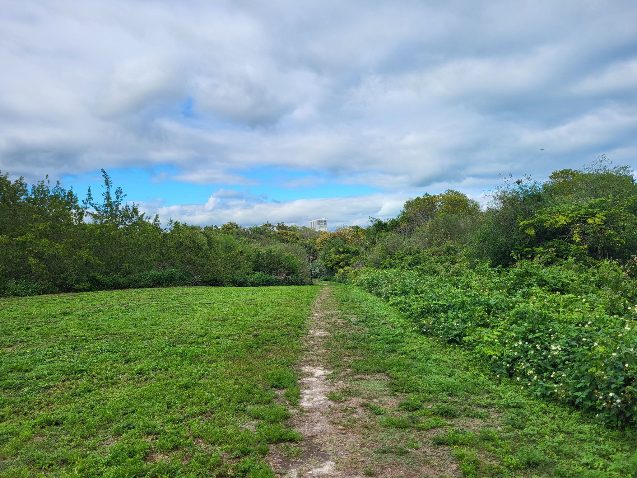 A dirt path through a grassy field, surrounded by dense green trees. - Up and Around – William M. Powell Bridge loop from Bayfront Park