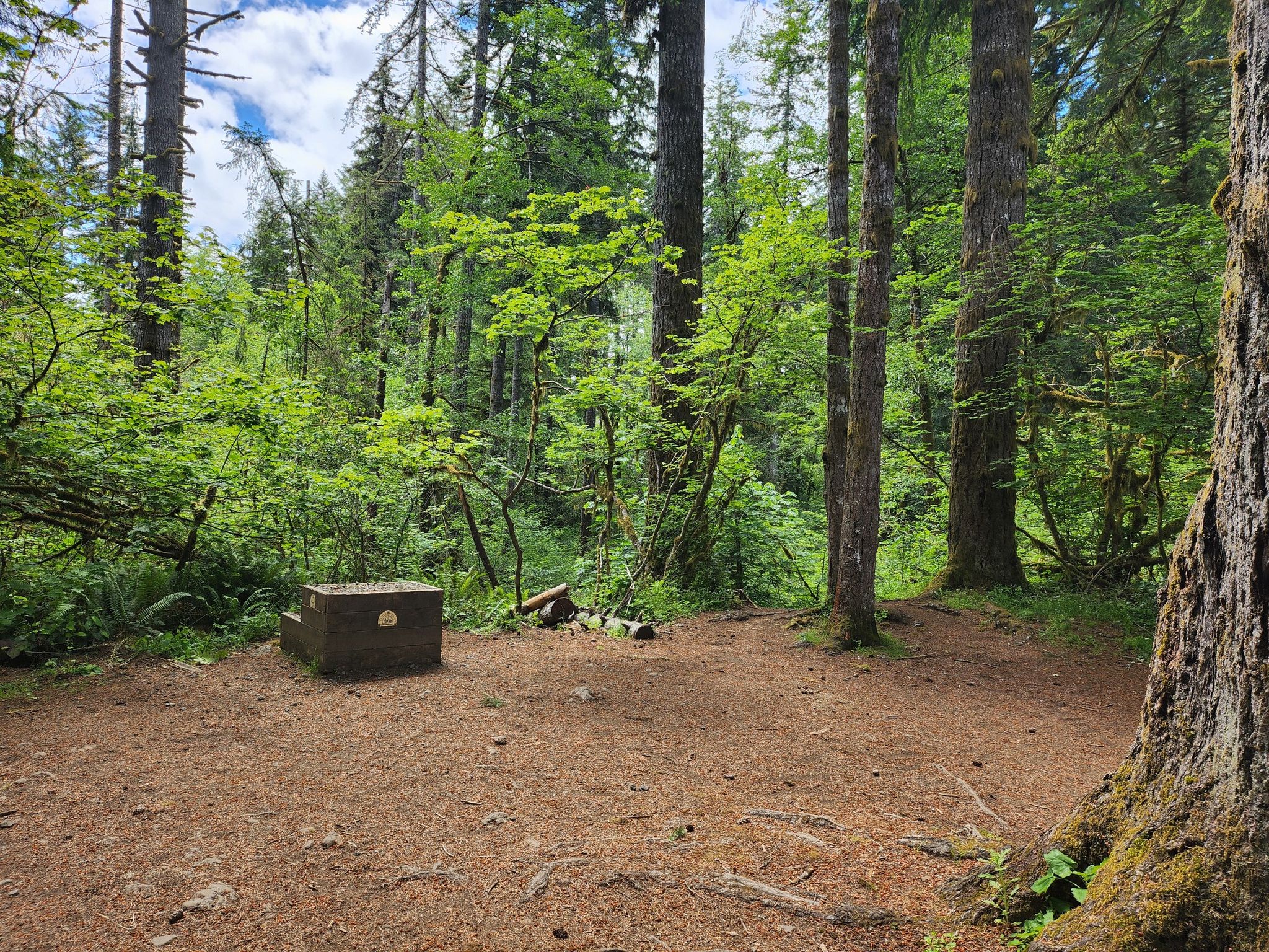 A sunlit forest clearing with a concrete block, surrounded by dense green trees. - Mima Falls Loop