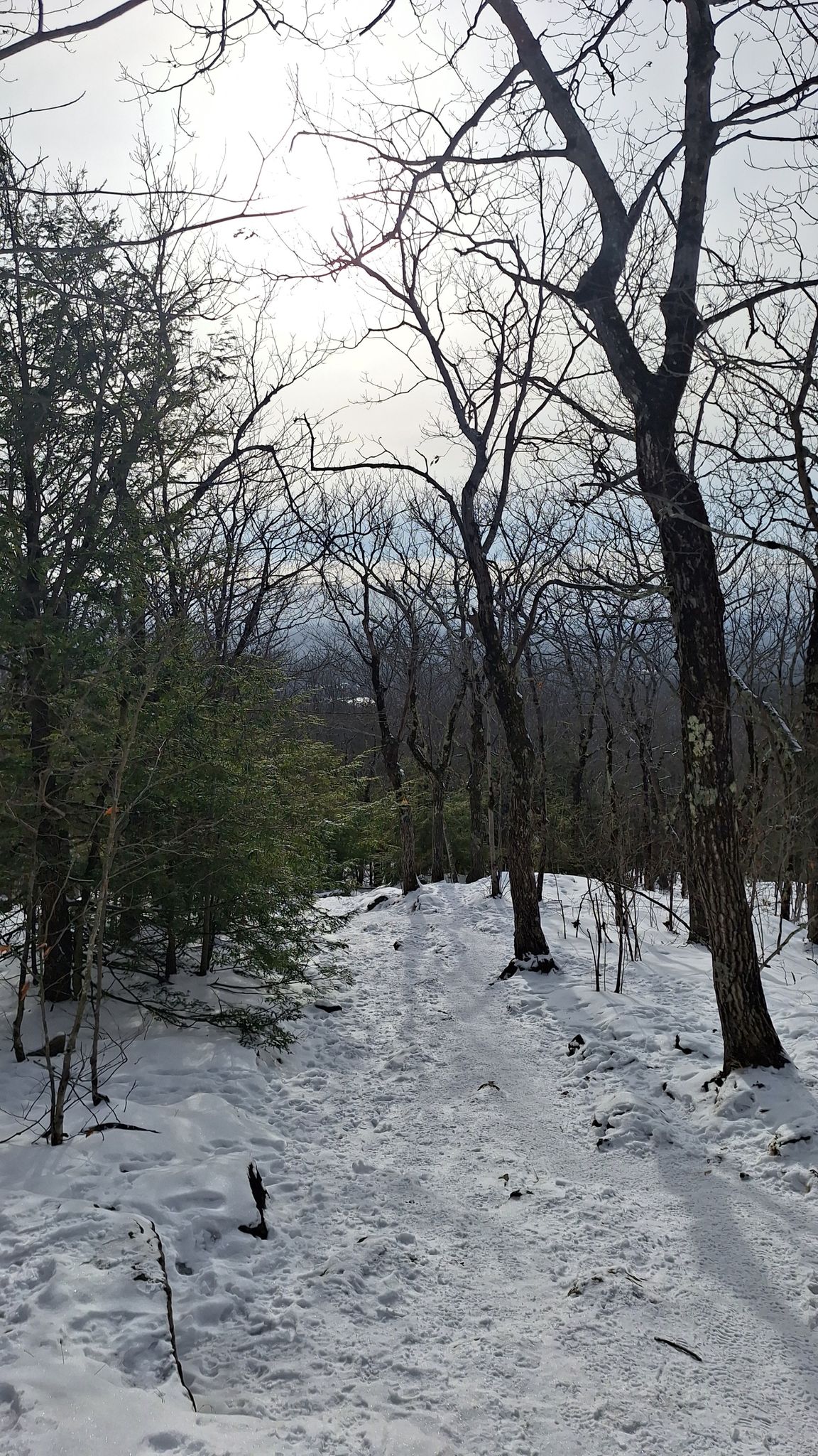 A snowy path winding through a winter forest under a bright sky. - Bicentennial, Mountain House and Pine Hill Trail Loop