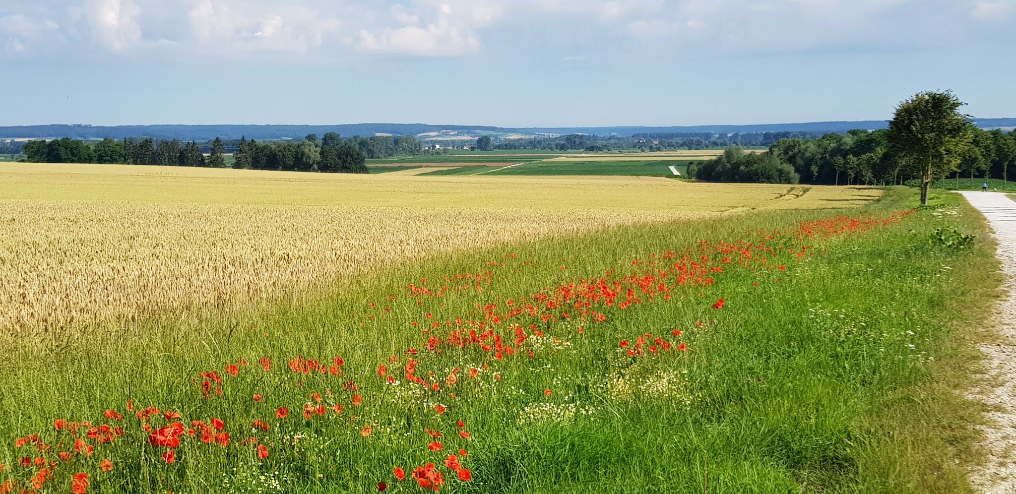 Blick ins Donauried