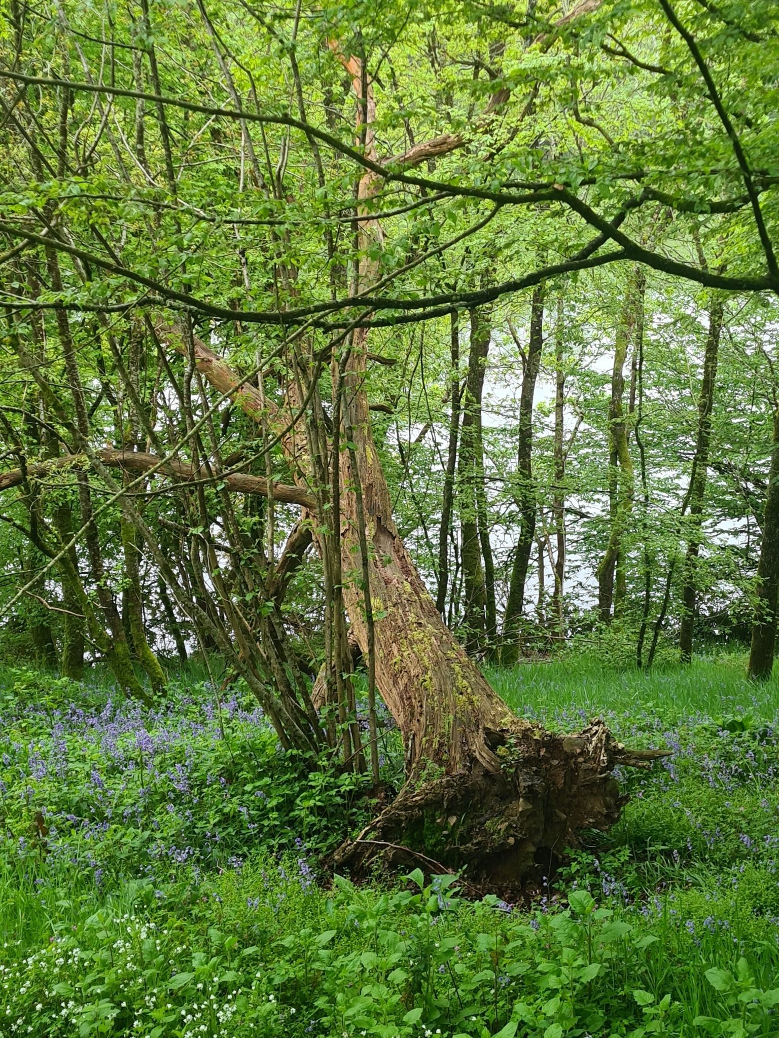 l'arbre tombe