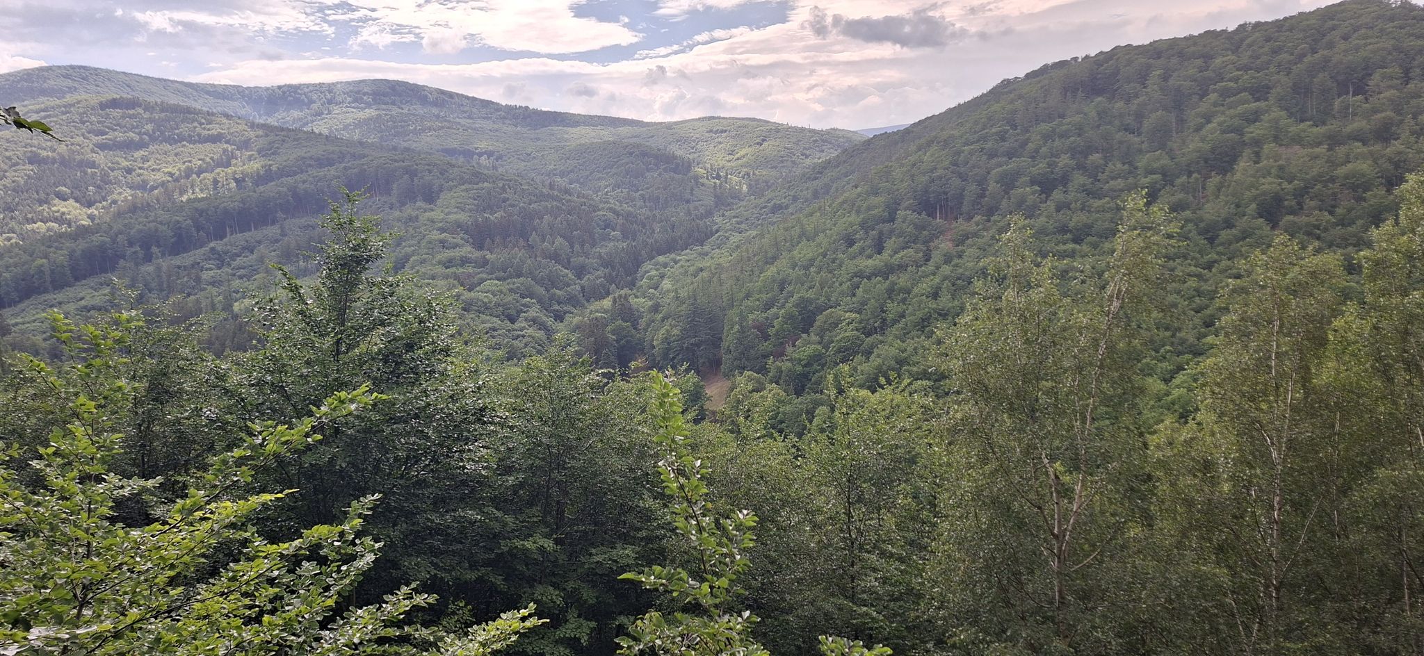 Koci grzbiet 