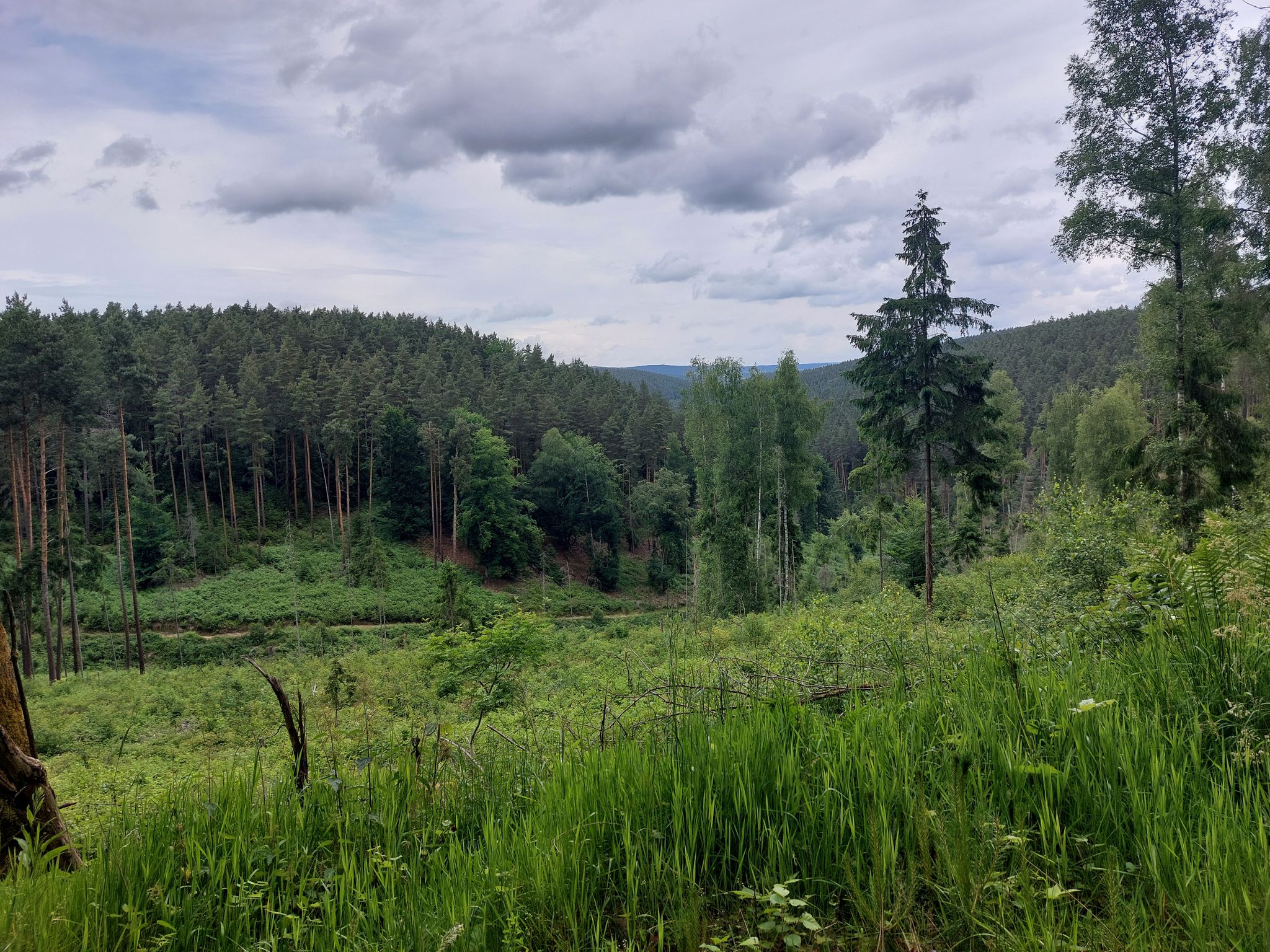 Blick in die Uhlstätter Heide