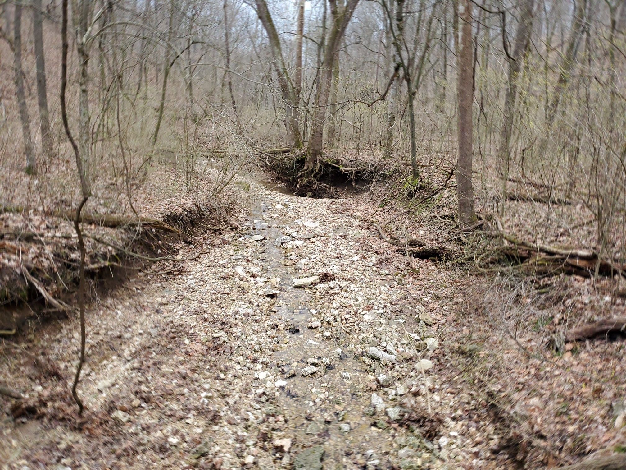 Dry, rocky stream bed through a bare forest with fallen branches. - Lewis & Clark Trail