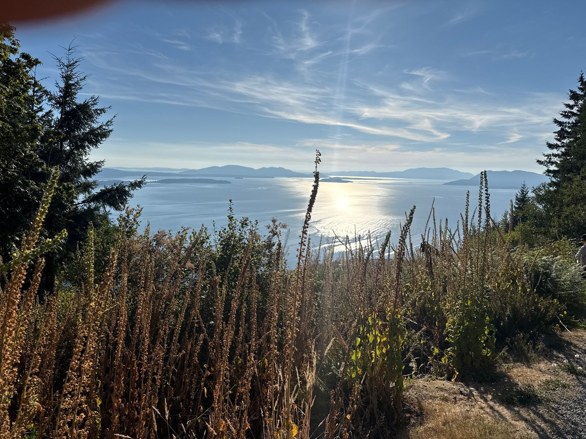 Sunny ocean view through tall grasses, distant mountains, and bright sky. - Oyster Dome Trail