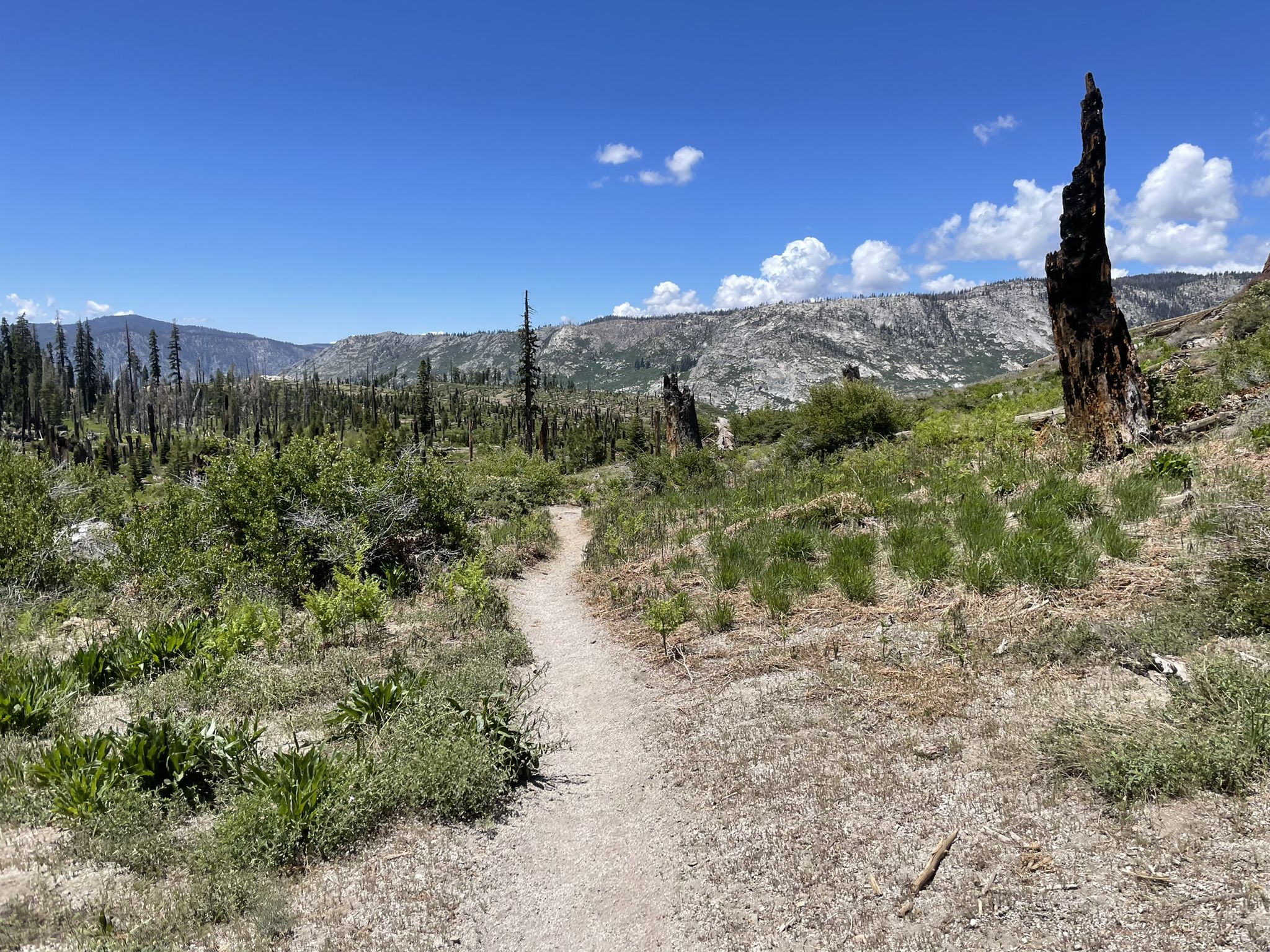 A dirt path winds through a sunny, open landscape with burnt tree stumps. - Red Cones Loop via John Muir Trail