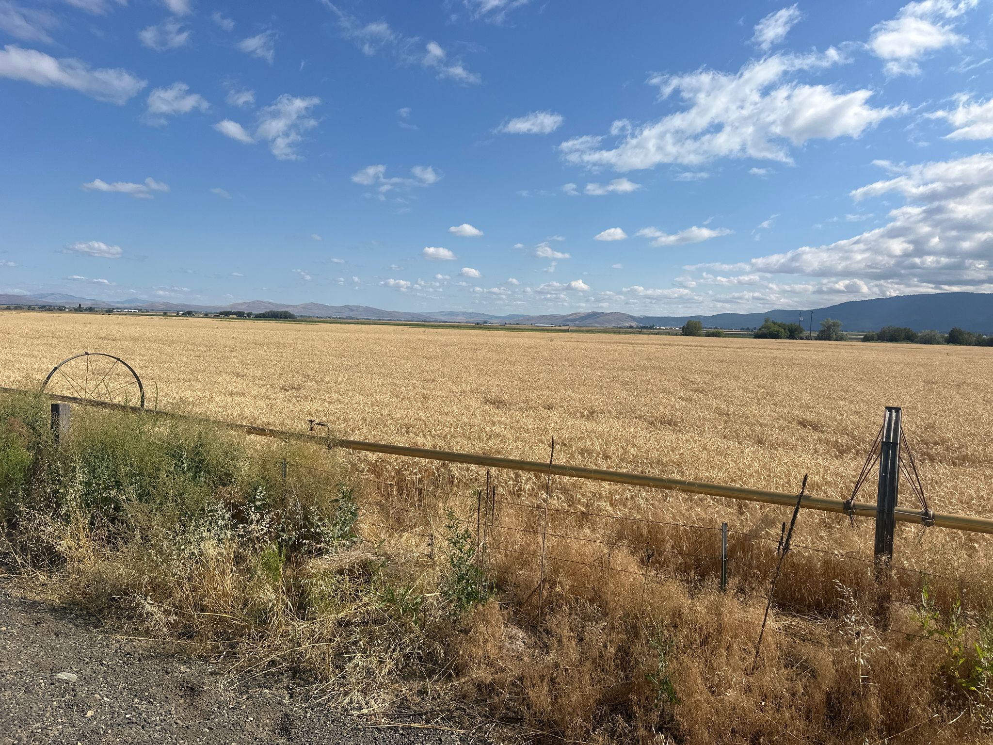 Vast golden wheat field under a bright blue sky with distant mountains. - Rock Creek Town & Pocahontas Road loop