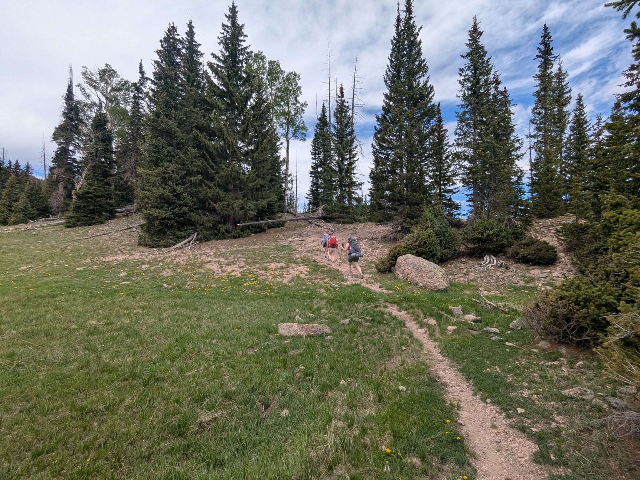 Two hikers ascend a grassy path through tall evergreen trees under a bright sky. - Lower Lowder Ponds
