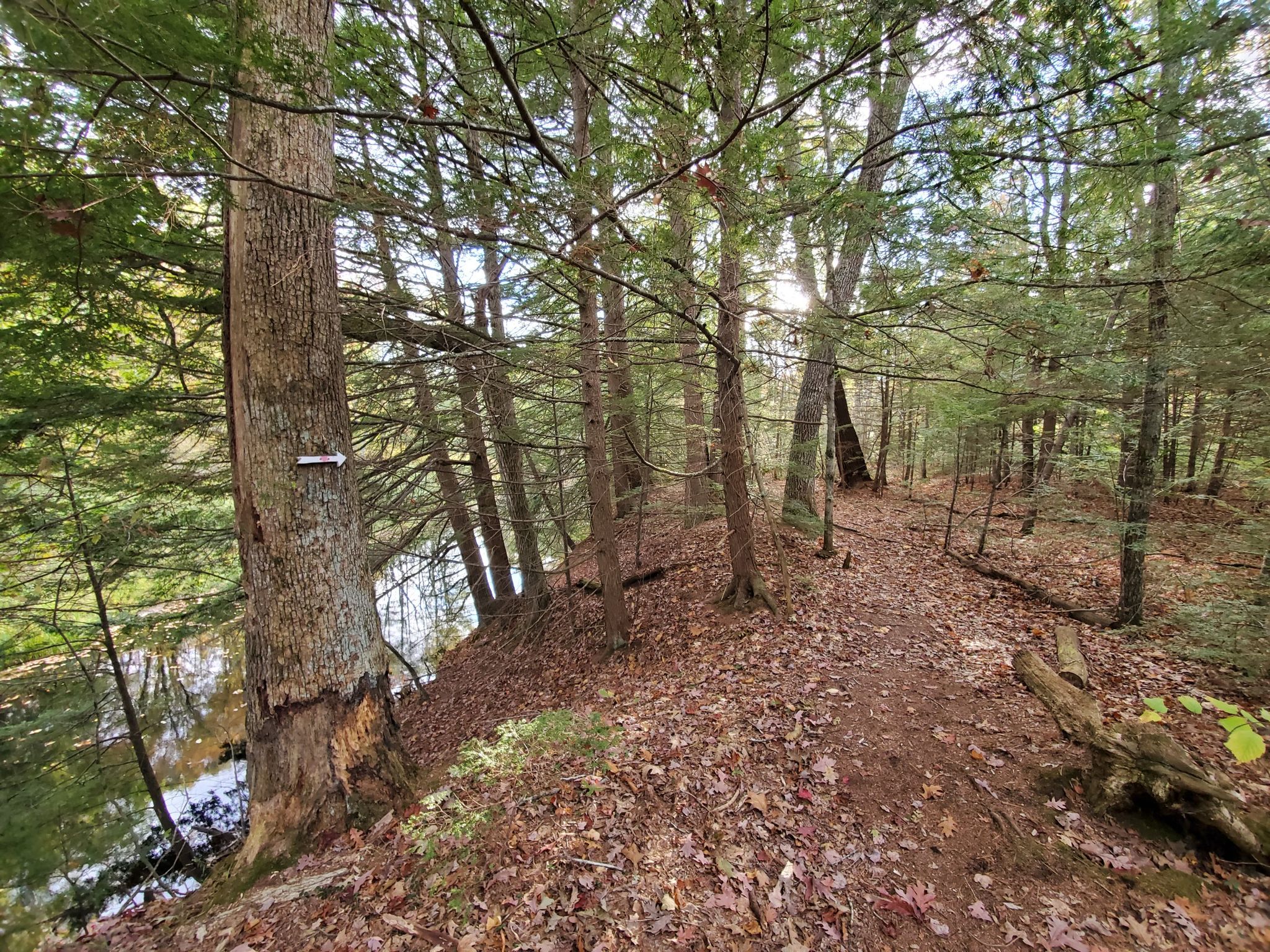 A sun-dappled forest path winds beside calm water, surrounded by tall trees. - Town Forest Trek
