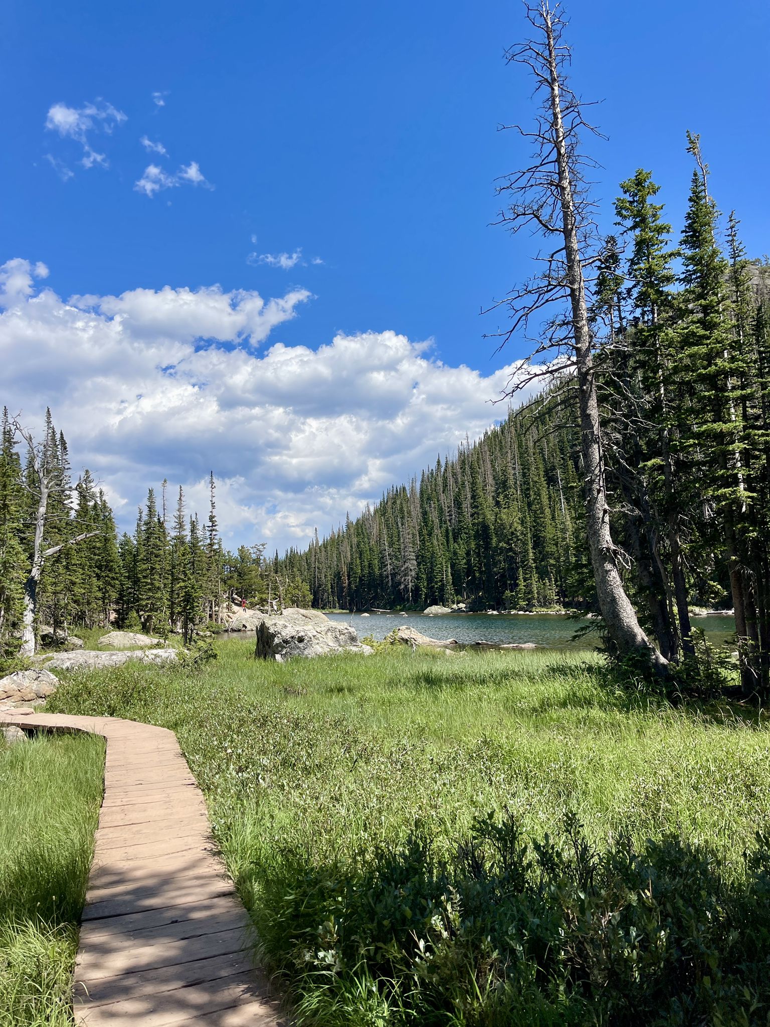 Wooden boardwalk through a sunny meadow leading to a lake and pine forest. - Emerald Lake Trail