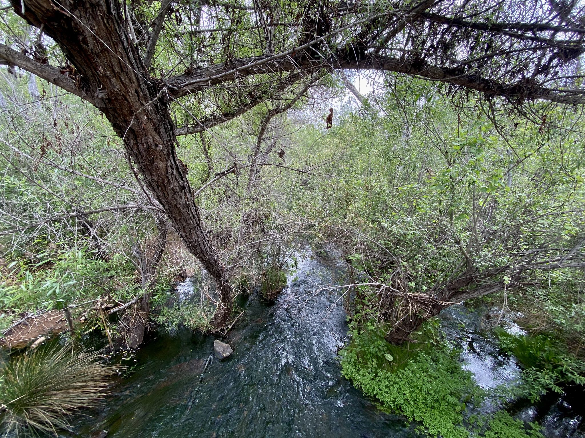 A clear stream flows through a lush, green, overgrown forest under dappled light. - Sweetwater River Trail loop