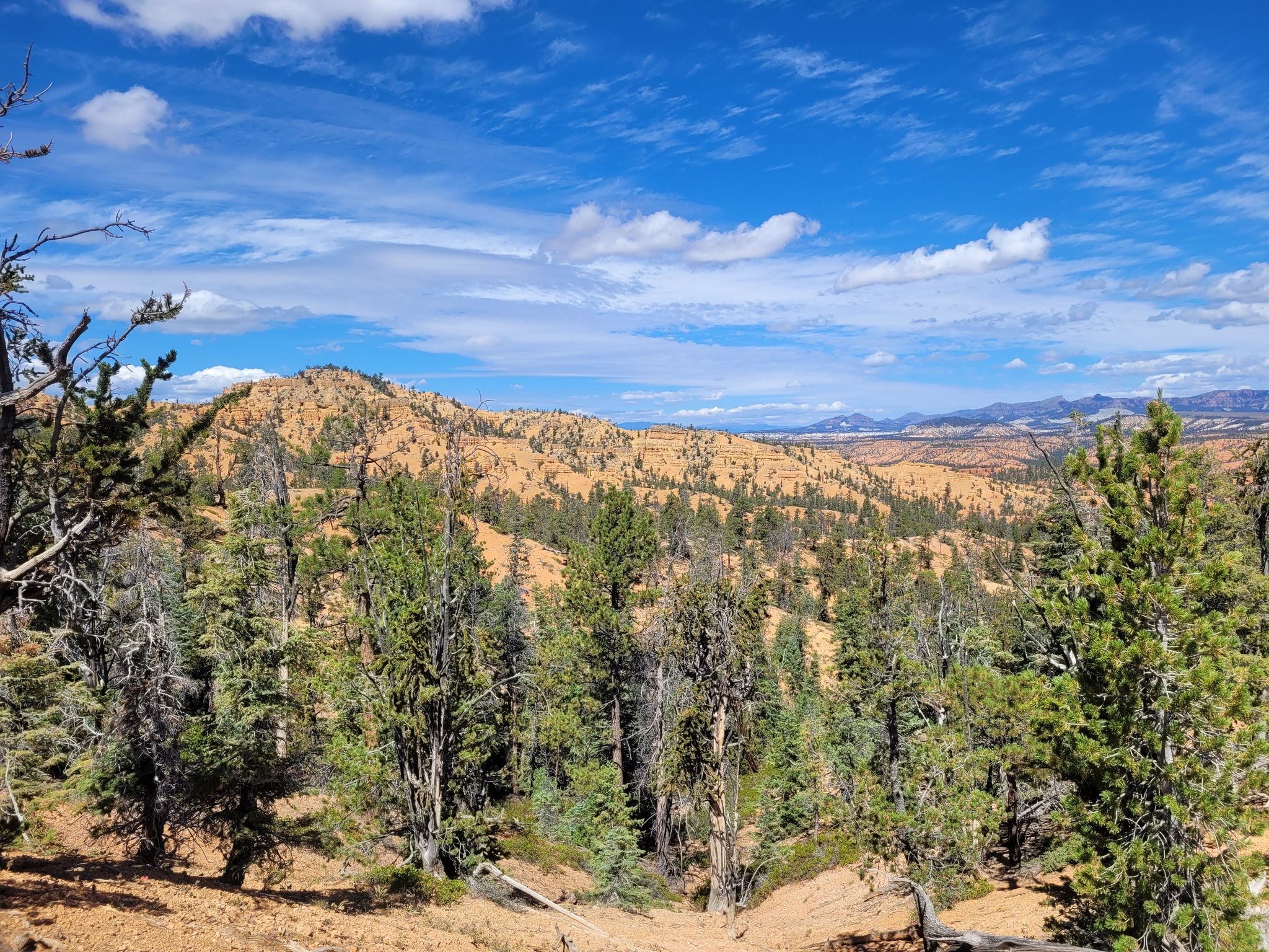 Sunny landscape with green trees, red rock hills, and distant mountains under blue sky. - Thunder Mountain Loop