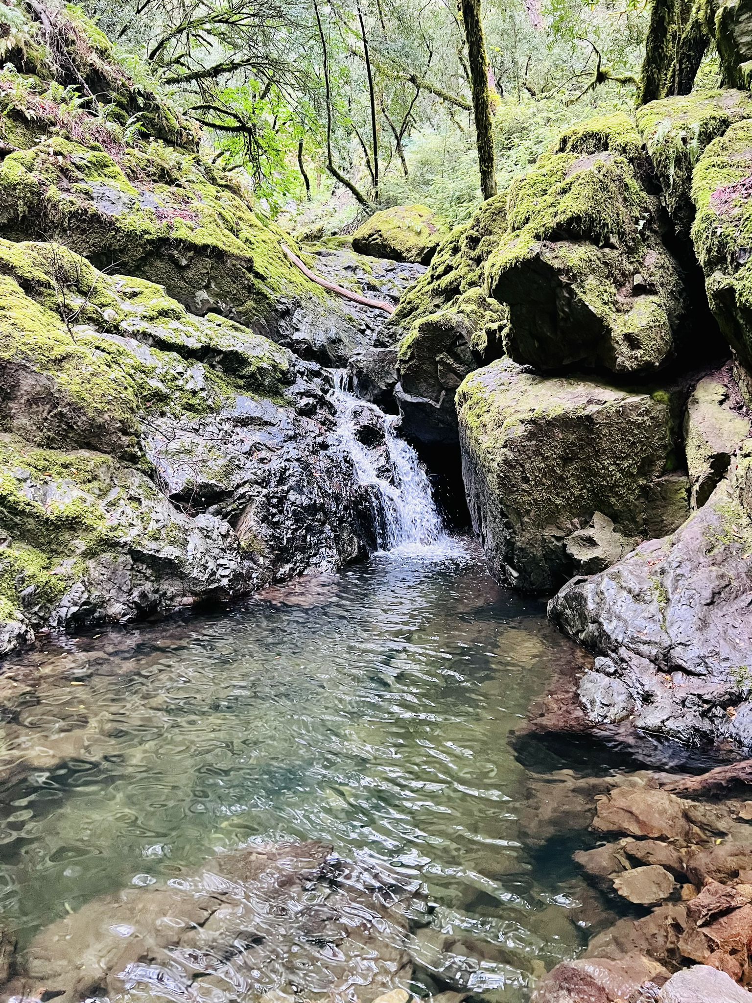 Small waterfall cascades into a clear pool, surrounded by mossy rocks and green trees. - Cataract, Kent and Helen Markt Trail Loop