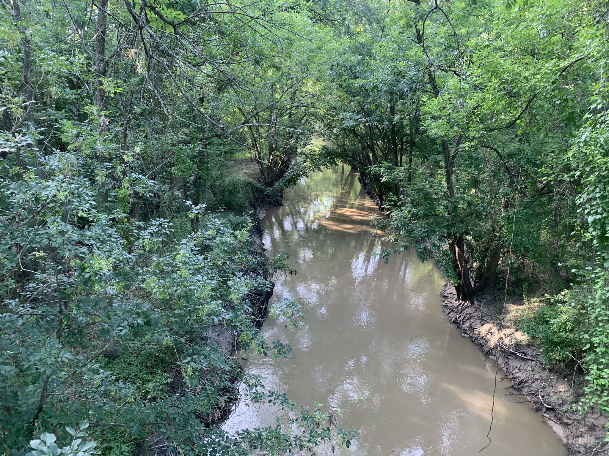 A winding muddy river flows through dense green forest under bright light. - Cardinal and Blue Jay Trails Loop