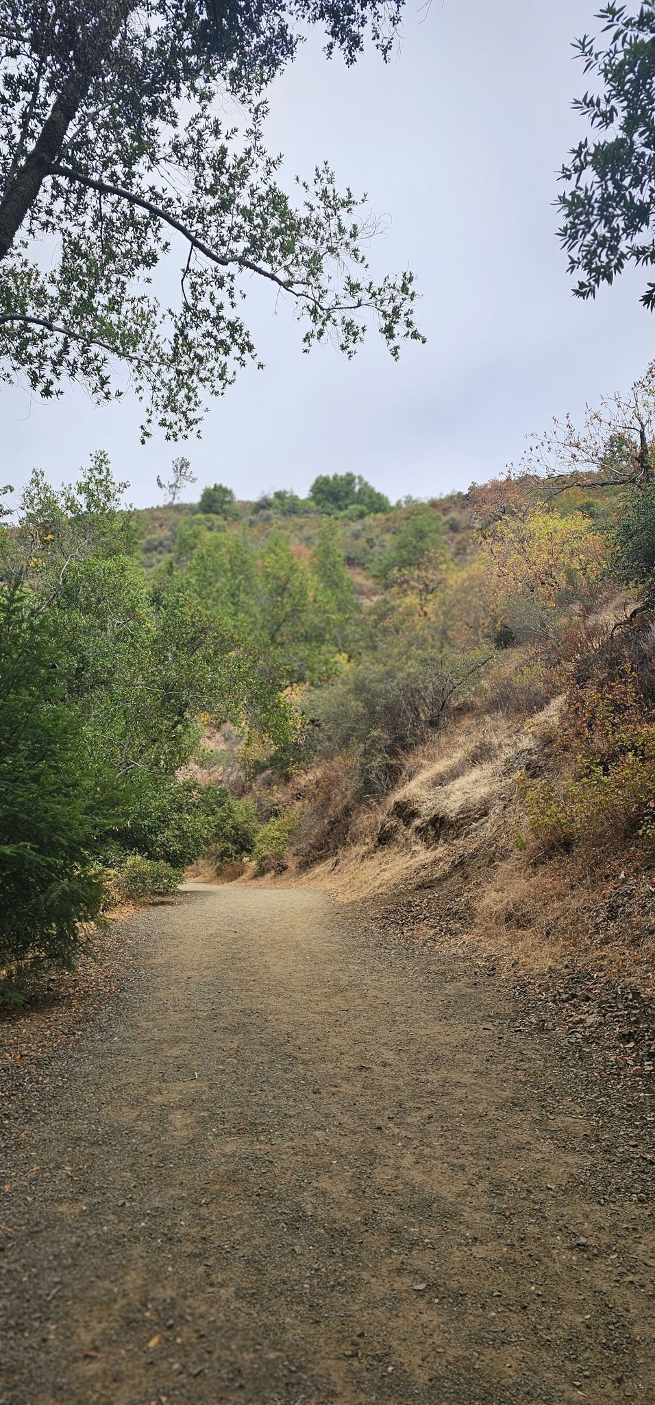 Dirt path winding up a dry, tree-covered hill under an overcast sky. - Waterfall Loop Trail