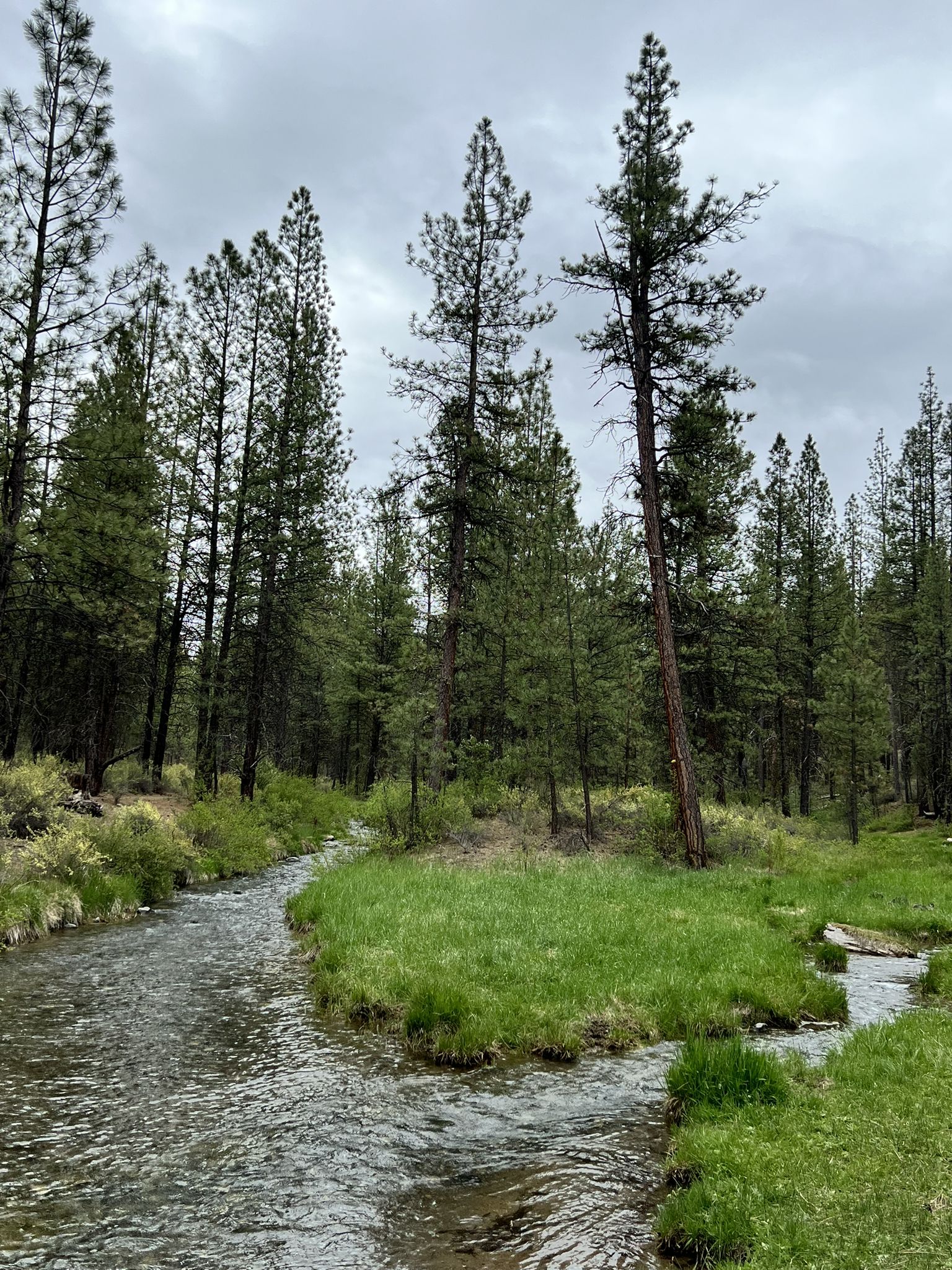 A winding stream flows through a green forest under a cloudy sky. - Peter Skene Ogden Trail