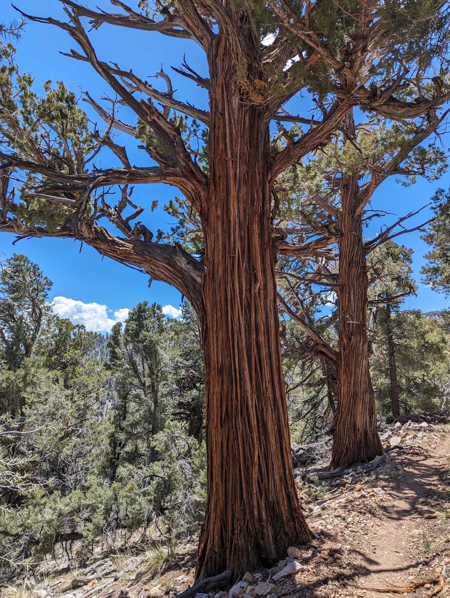 Two large, textured tree trunks stand beside a sunny forest path. - Pacific Crest Trail to Onyx Peak
