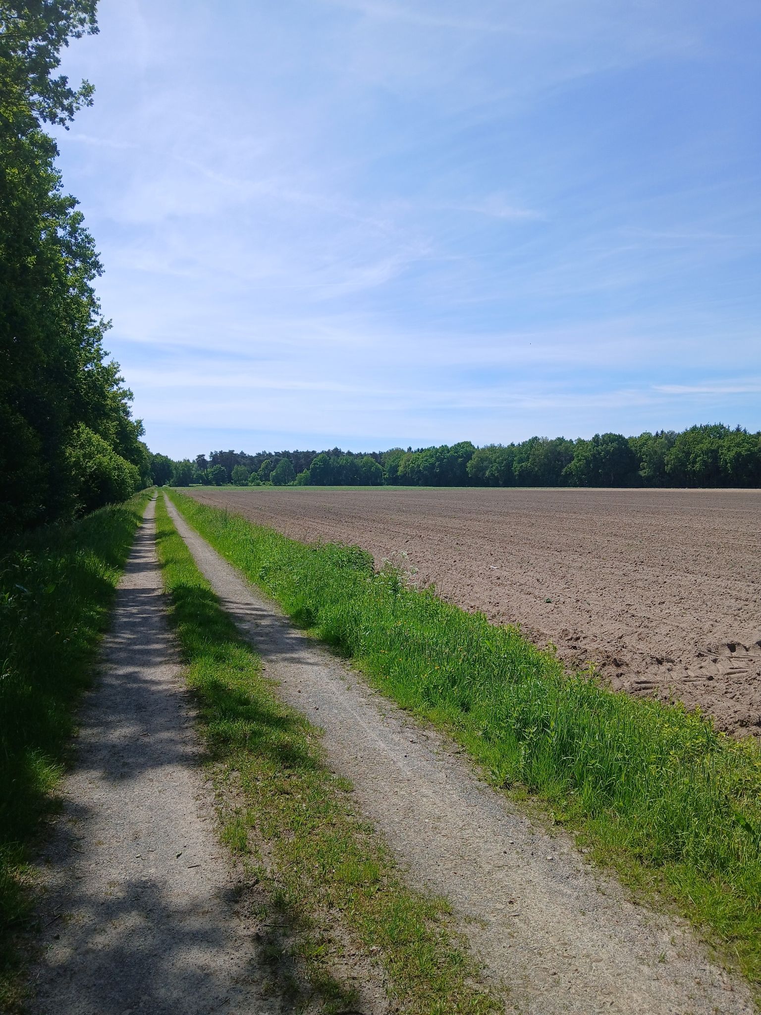 Rechts auf dem Acker wachsen Pommeskartoffeln