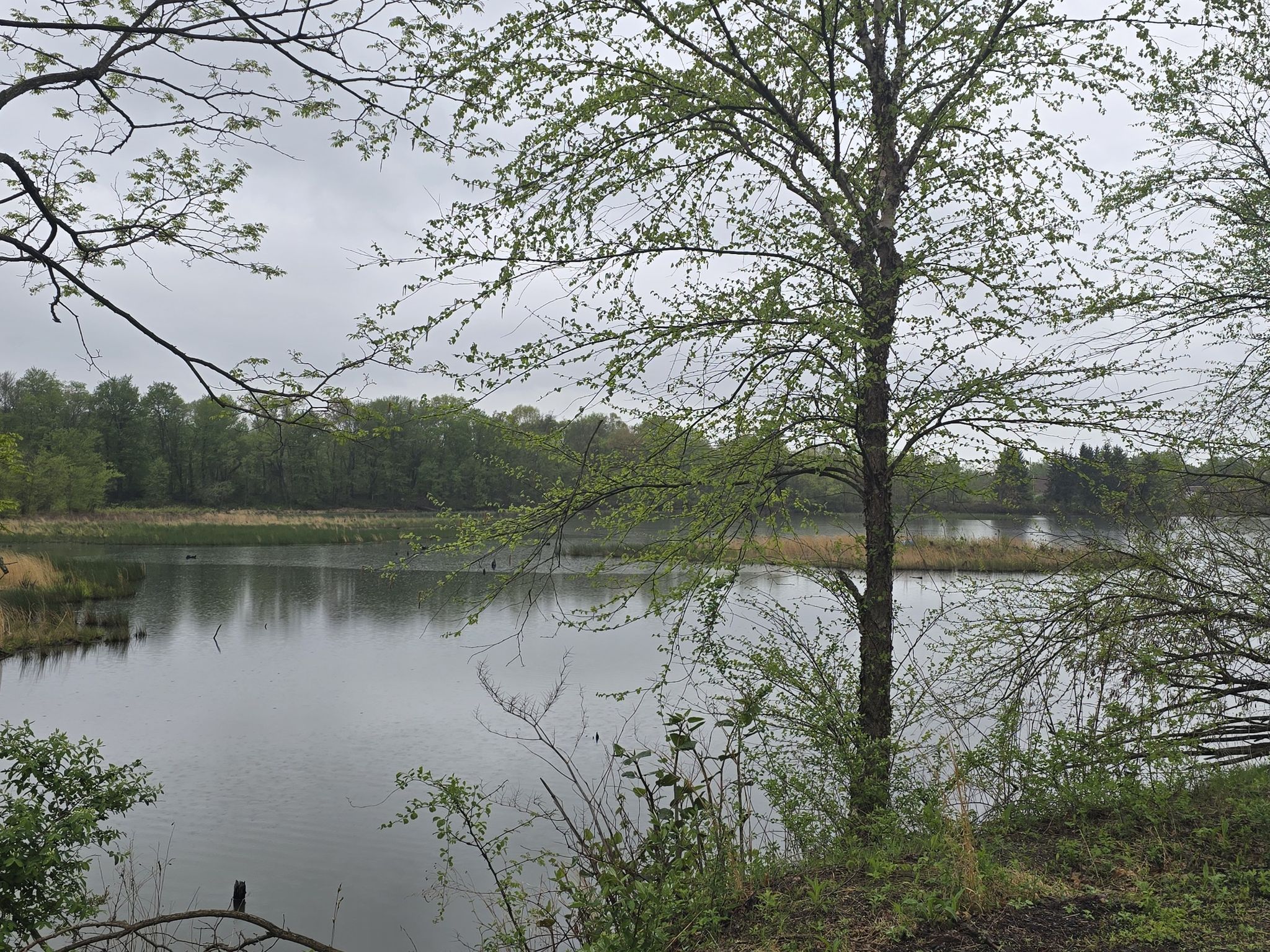Duryea swamps