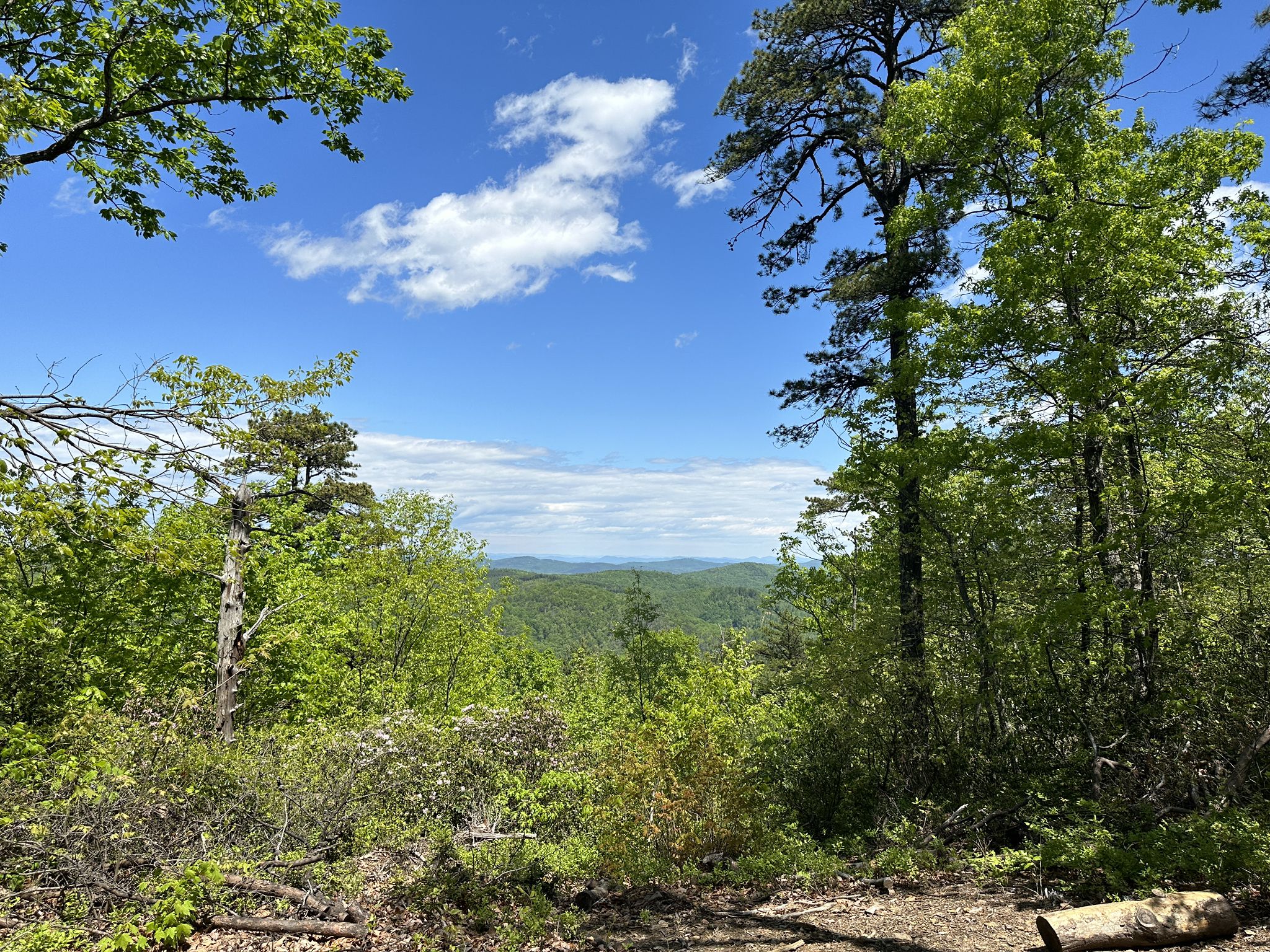 Lush green forest frames a distant mountain range under a bright blue sky. - Upper Falls Trail loop from Chestnut Knob