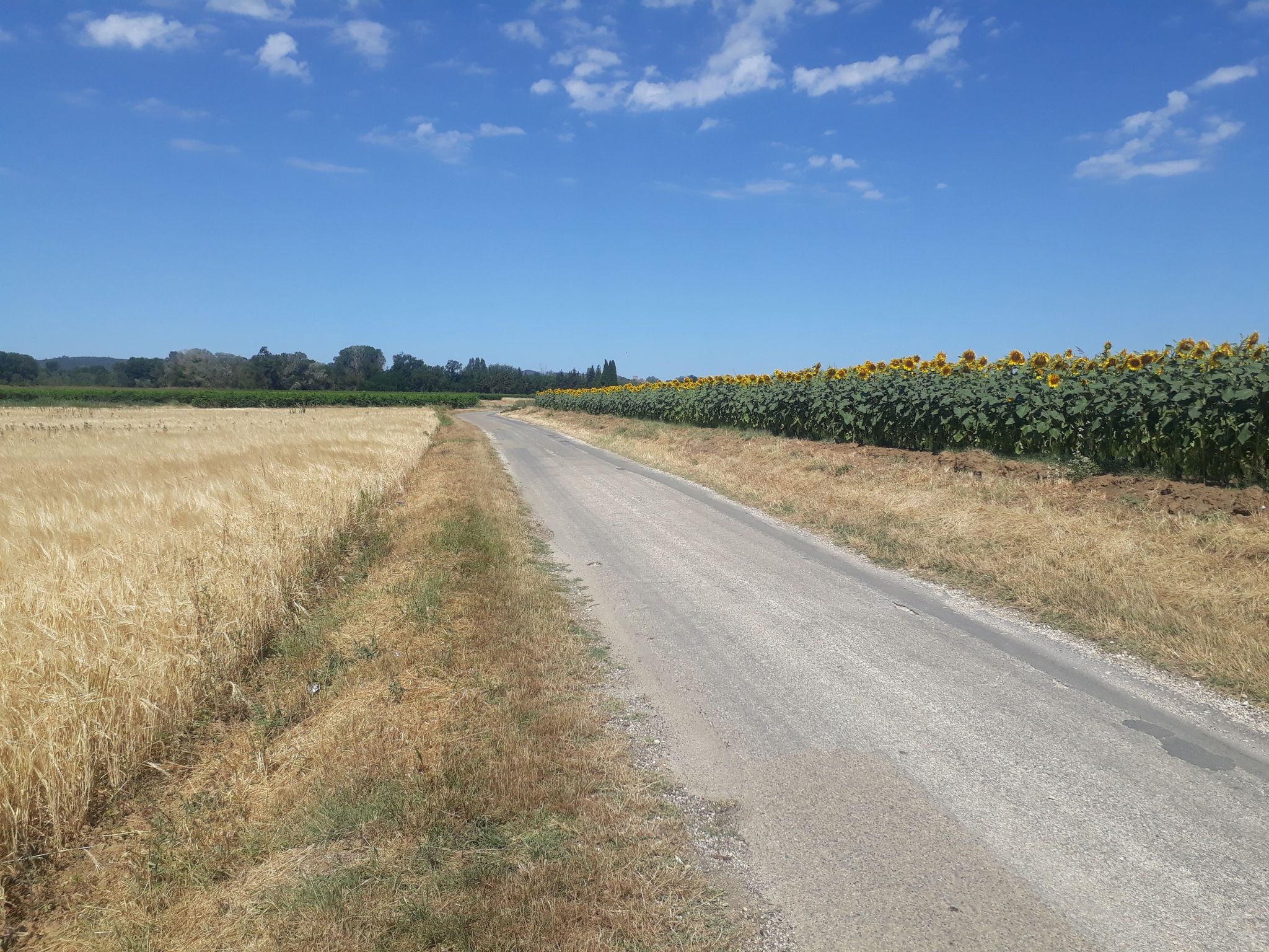 tournesol et blé
