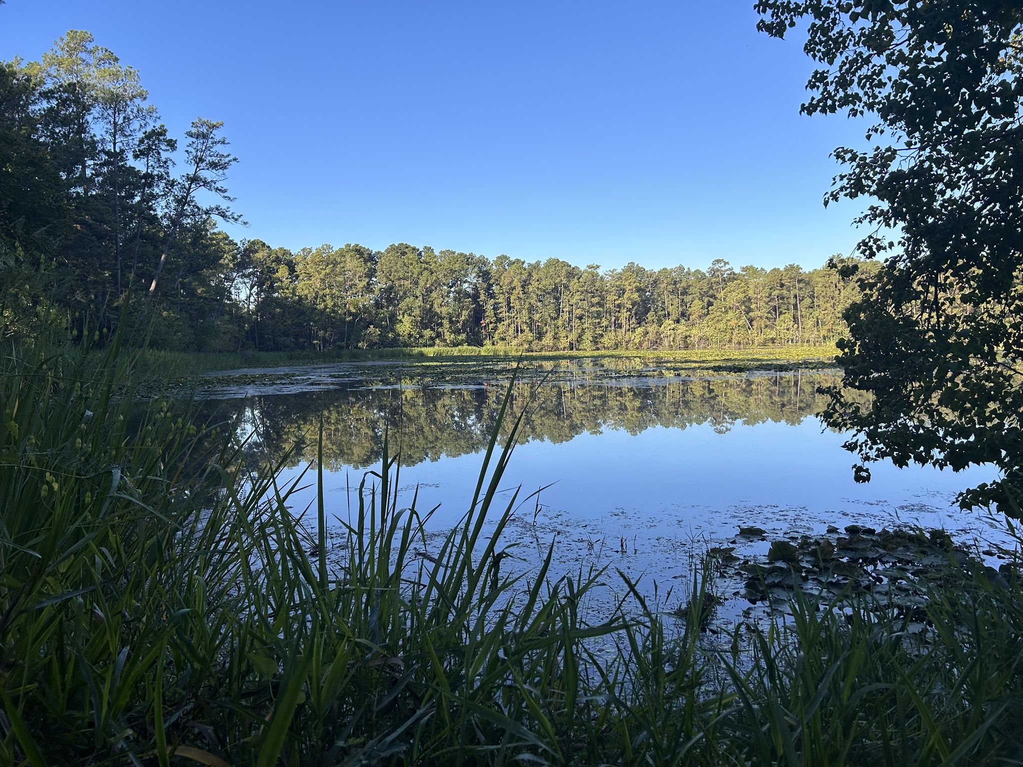 Calm lake reflecting green trees under a clear blue sky. - George Mitchell Nature Preserve and Spring Creek Greenway Loop