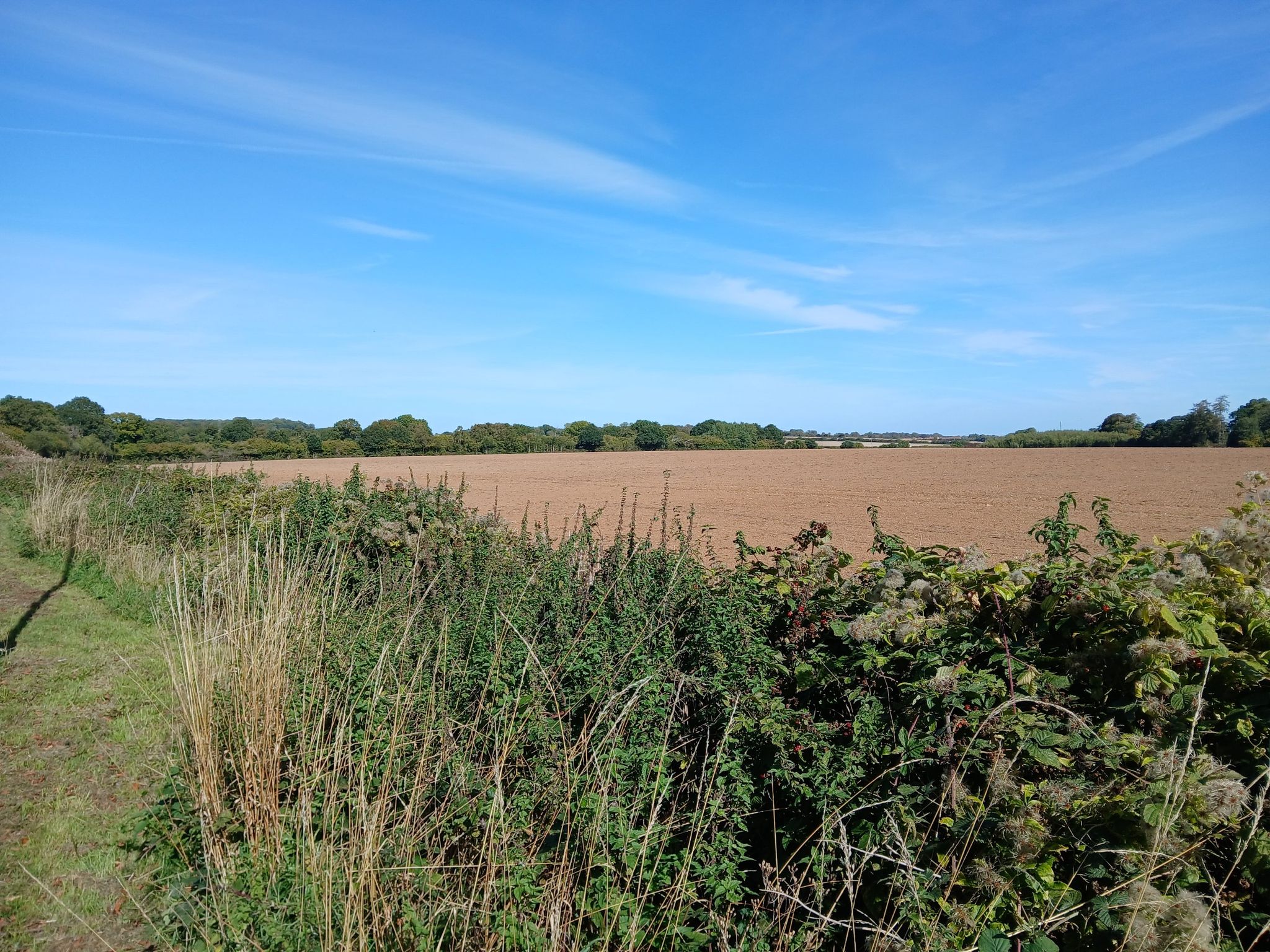view back to St John's coppice