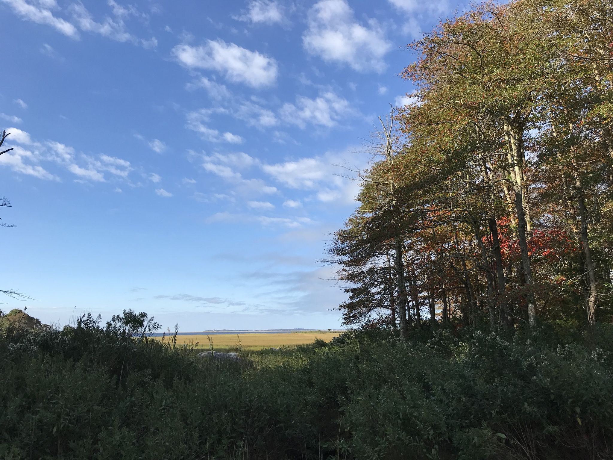 Sunny view of a forest edge next to an open field under a blue sky. - Barn Island Loop