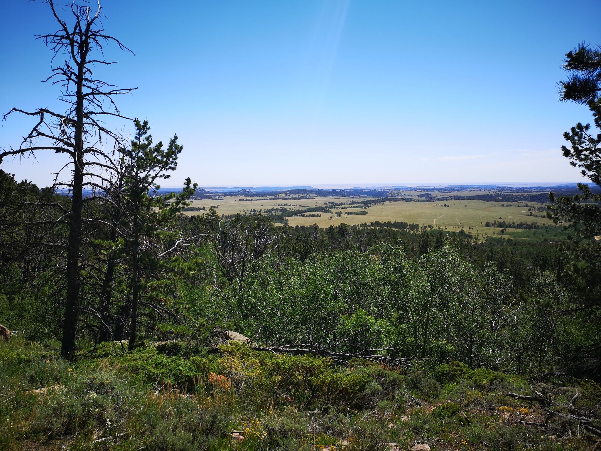 Bright view of a forest clearing overlooking distant green plains under blue sky. - Happy Jack Trail Area loop from Point Crawford