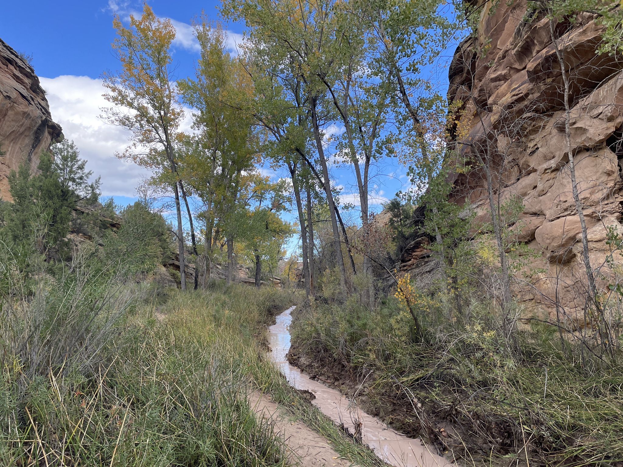 Narrow muddy stream winding through tall trees and canyon walls under a blue sky. - Echo Canyon Trail
