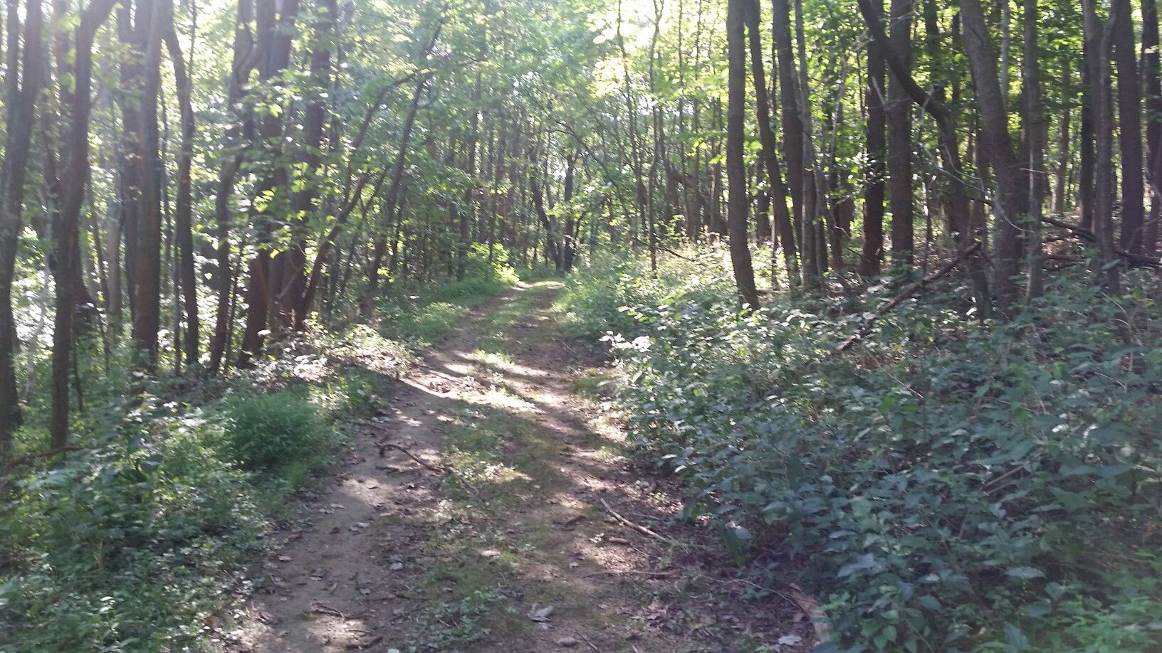 A sun-dappled dirt path winding through a dense green forest. - Deer Lakes County Park loop
