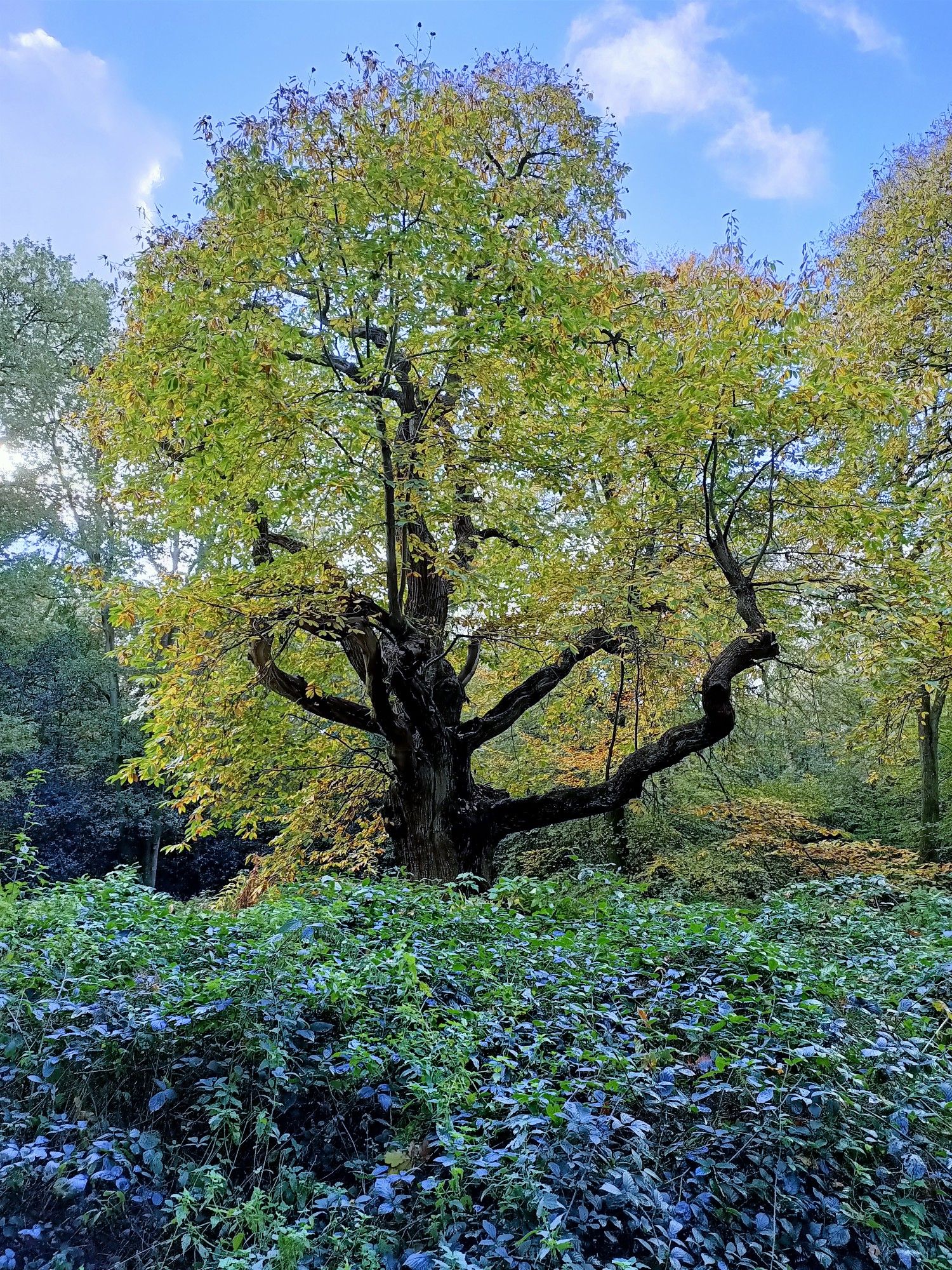 1000 year old chestnuttree