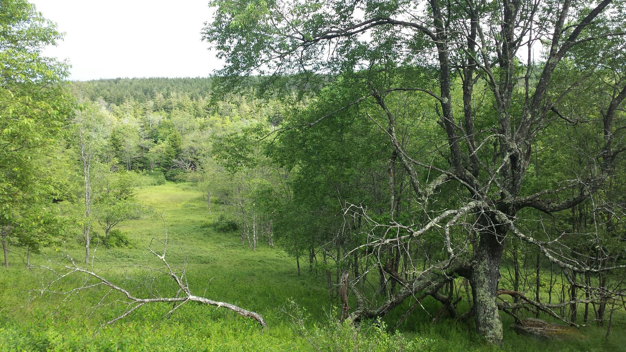 A large, gnarled tree overlooks a green valley and distant forest. - Breathed Mountain and Blackbird Knob Trail