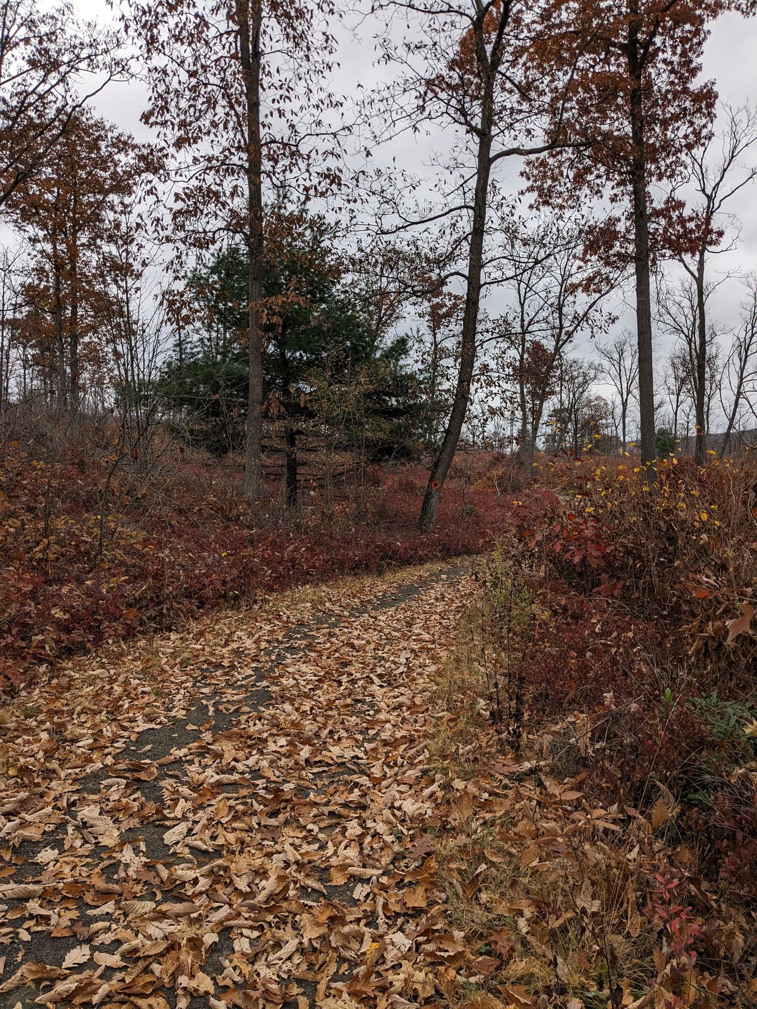 A leaf-covered path winds through an autumn forest under an overcast sky. - Sand Mountain Loop