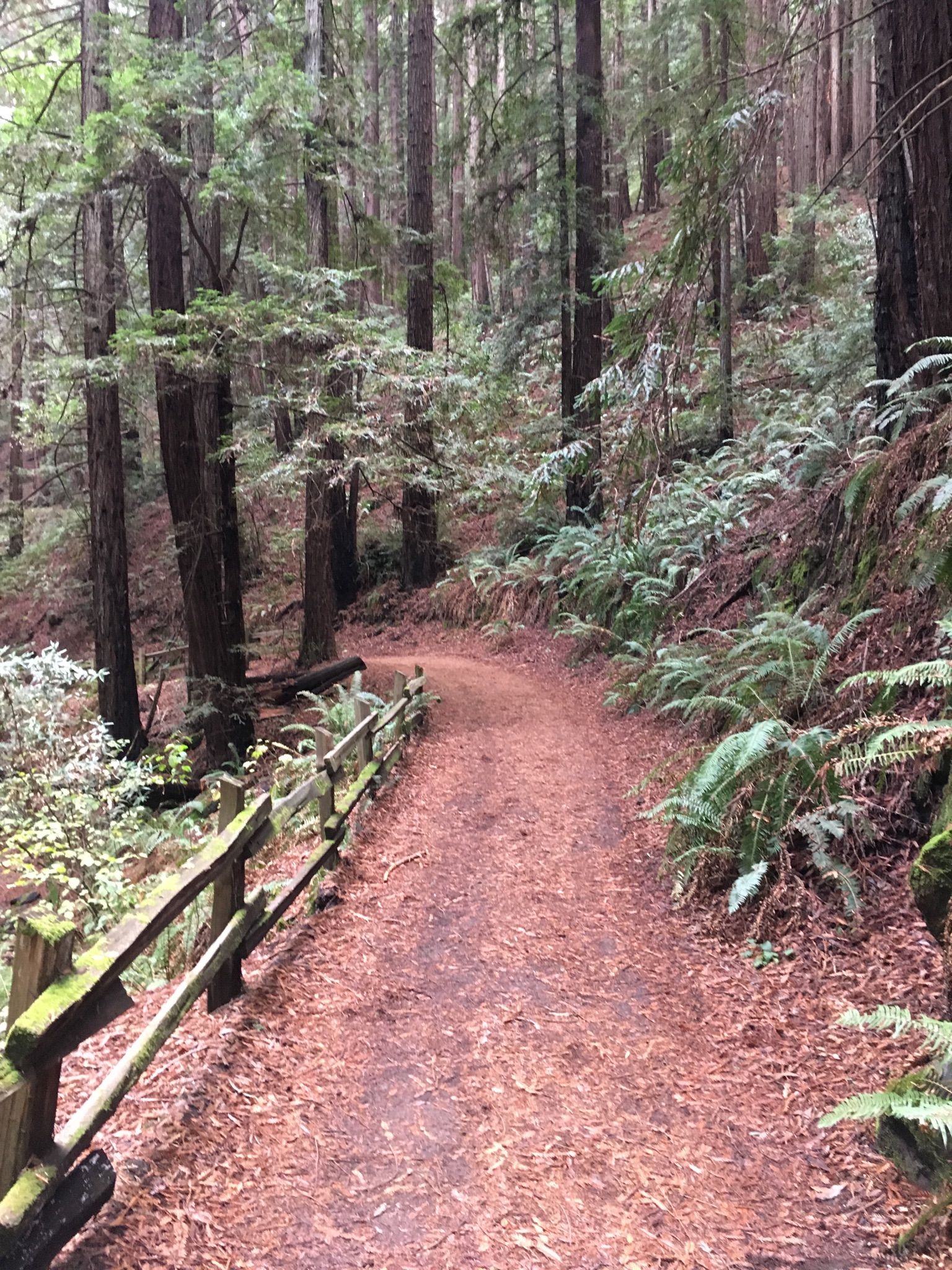 Winding dirt path with a wooden fence, surrounded by dense forest foliage. - East Ridge, Phillips, and Stream Trail Loop