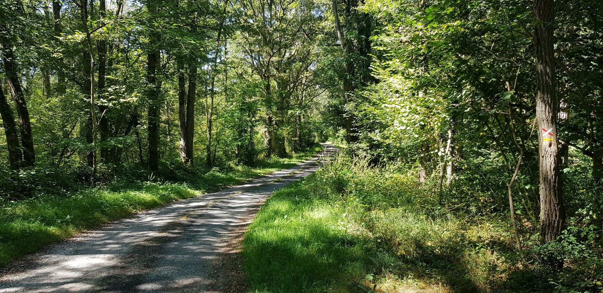 au frais dans les bois