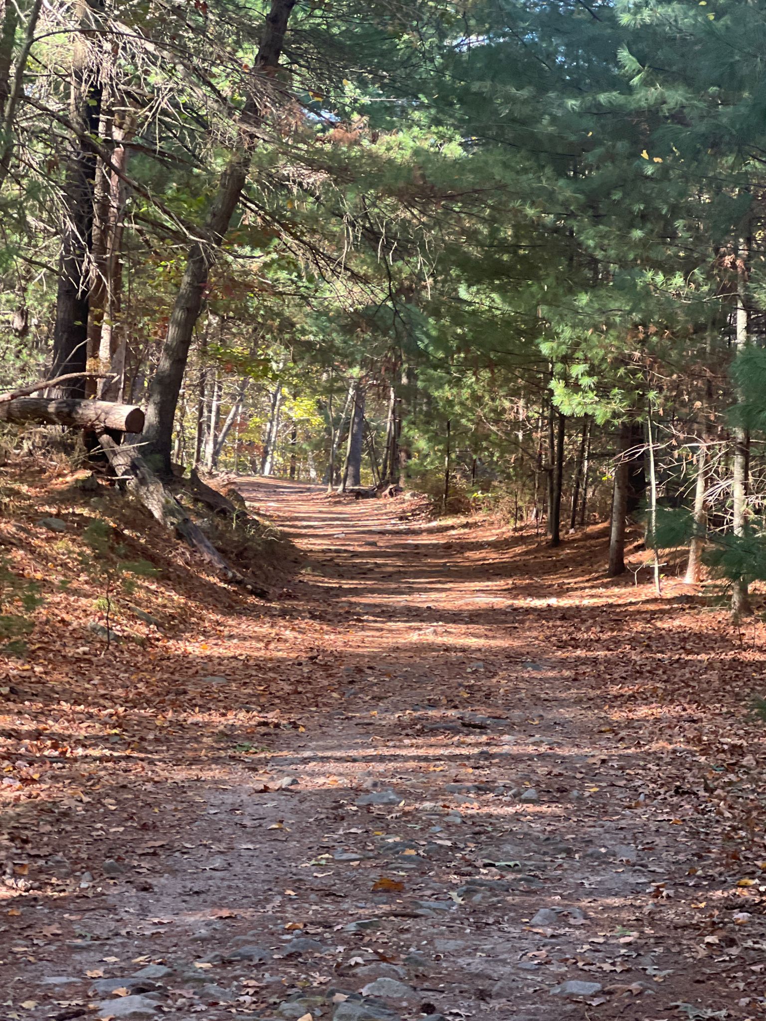 Straight dirt path through a dense forest, covered in autumn leaves. - Great Dome and Skyline Trail Loop