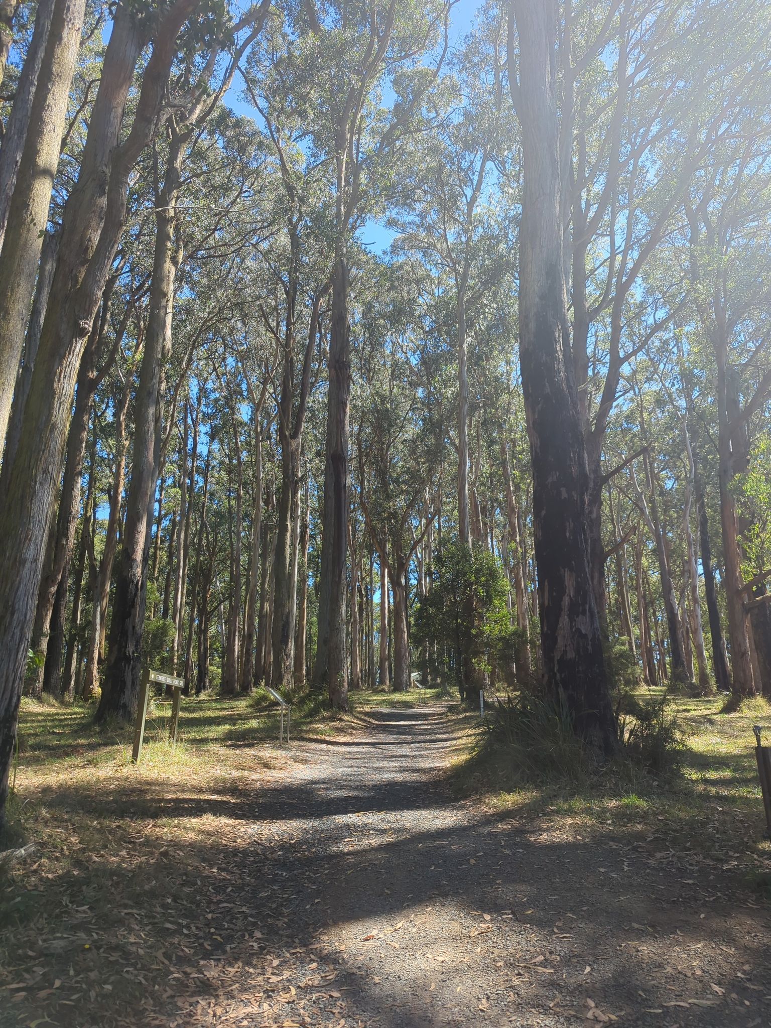 Tall trees
