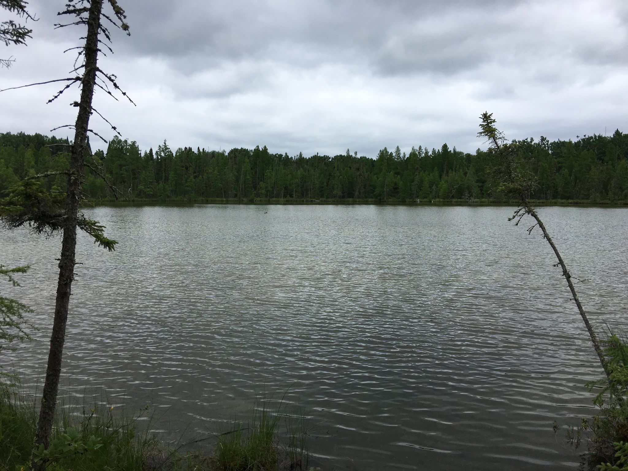 Calm lake surrounded by dense forest under an overcast sky. - Bog Walk Trail