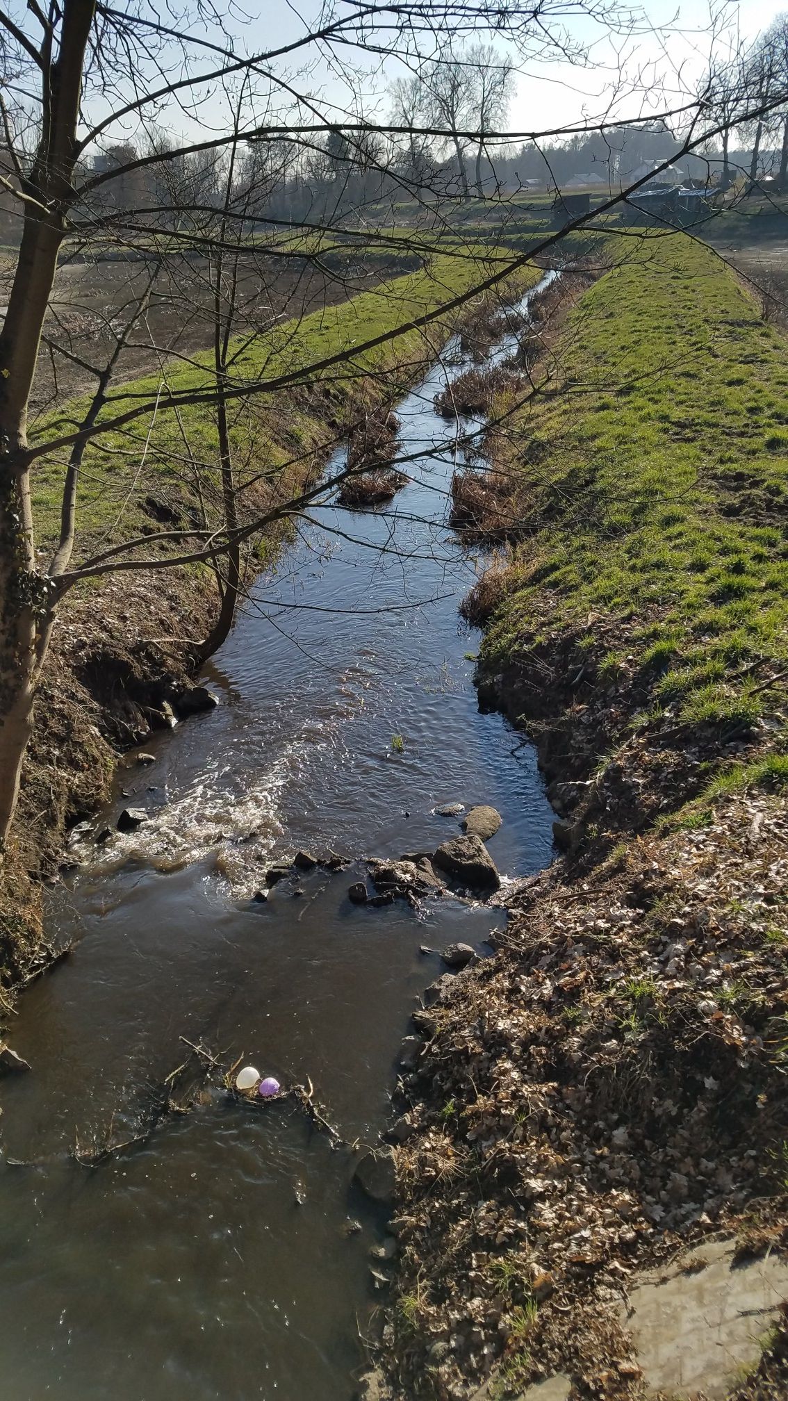 Kurzyca